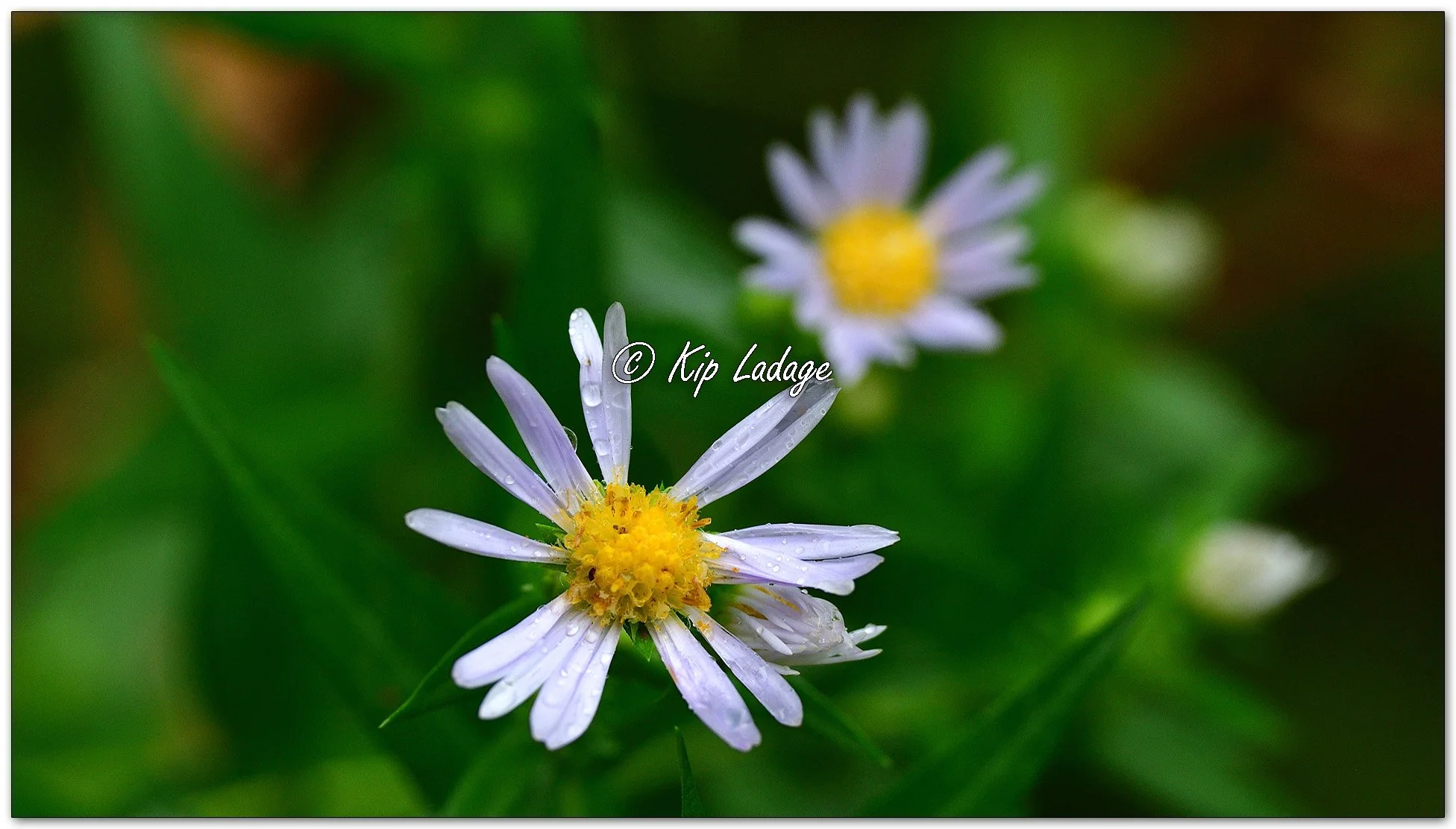 Aster in Rain - Image 1152361