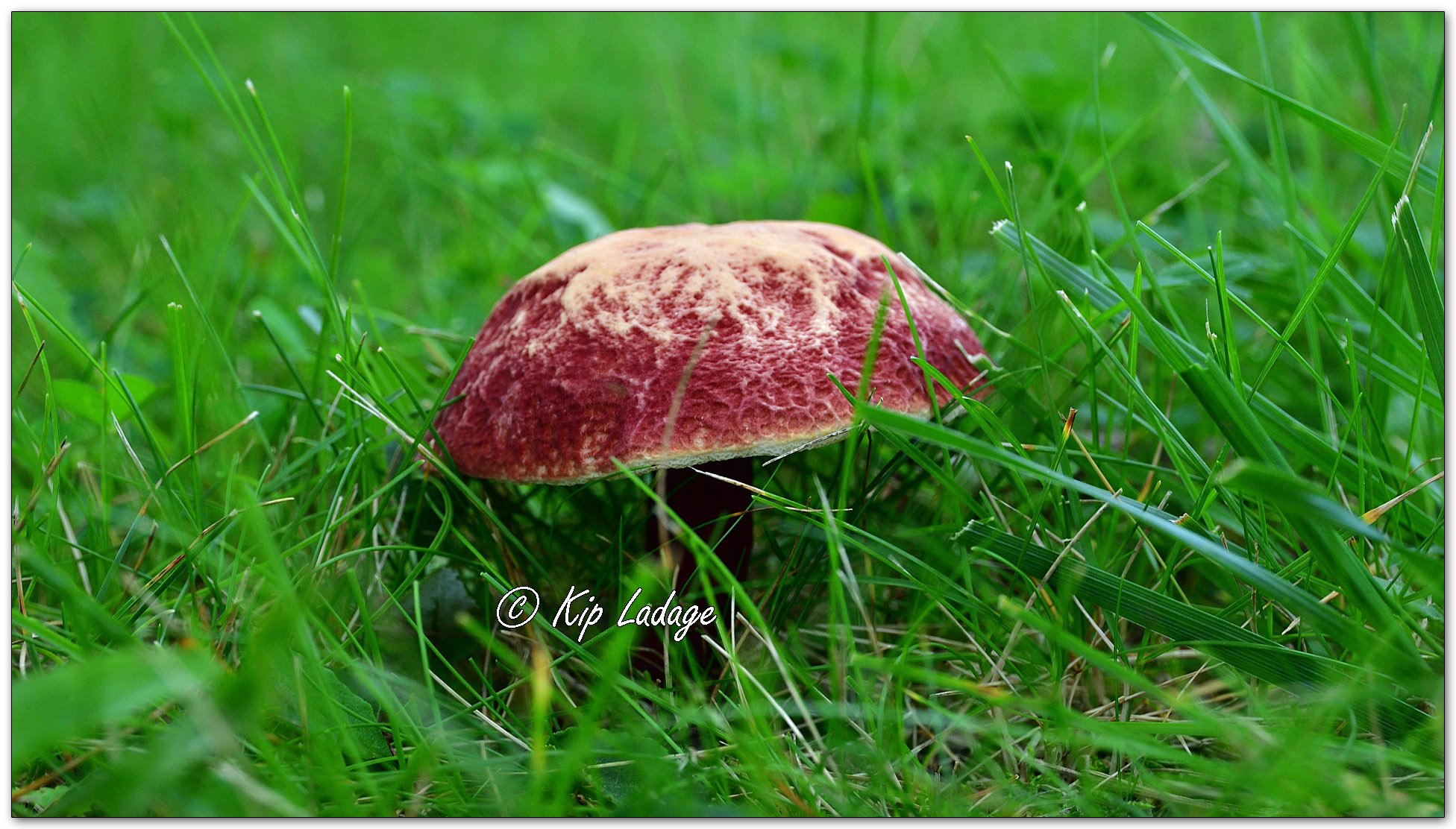 Ruby Bolete Fungus - Image 1135197