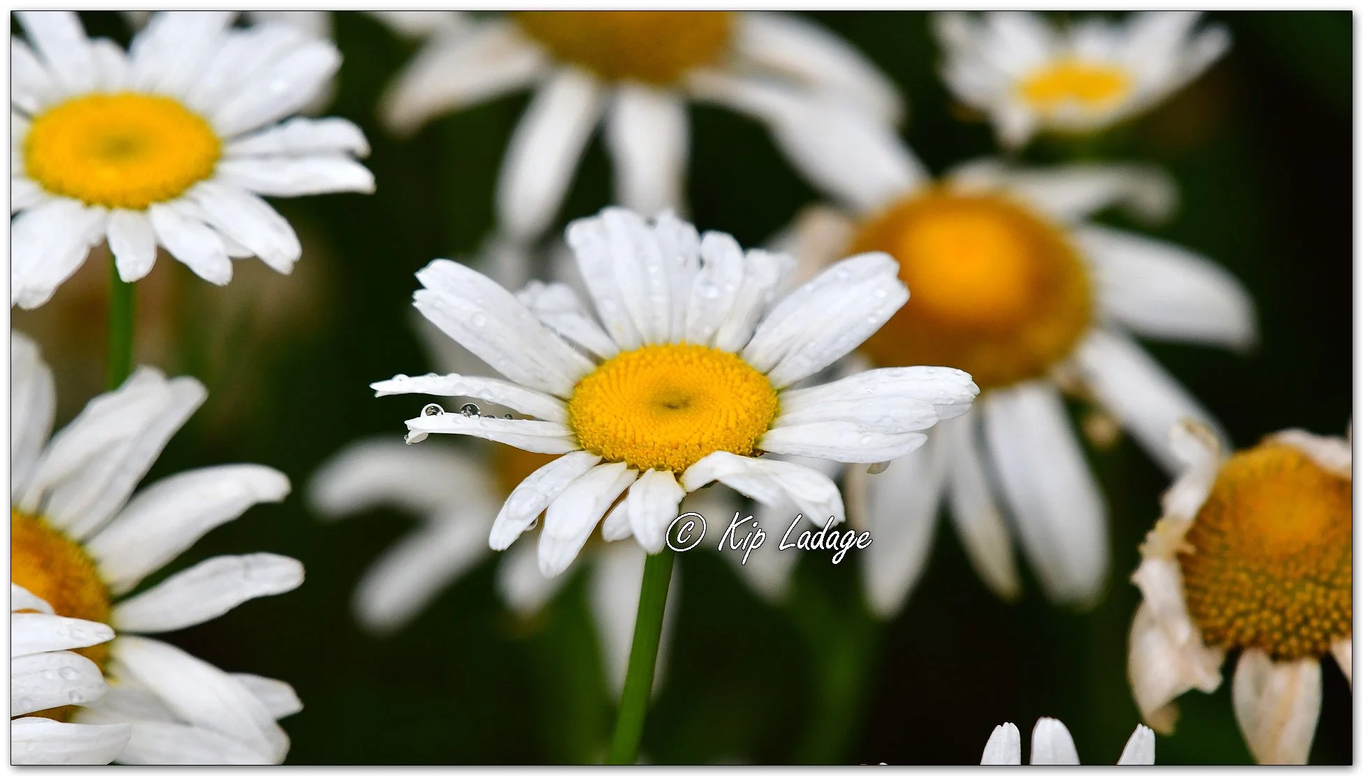 Oxeye Daisies in Rain - Image 1108054