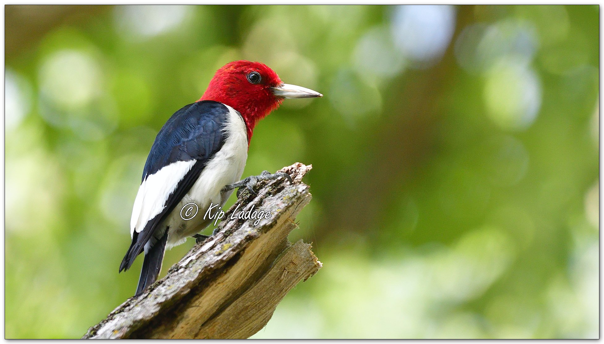 Red-headed Woodpecker - Image 1125651