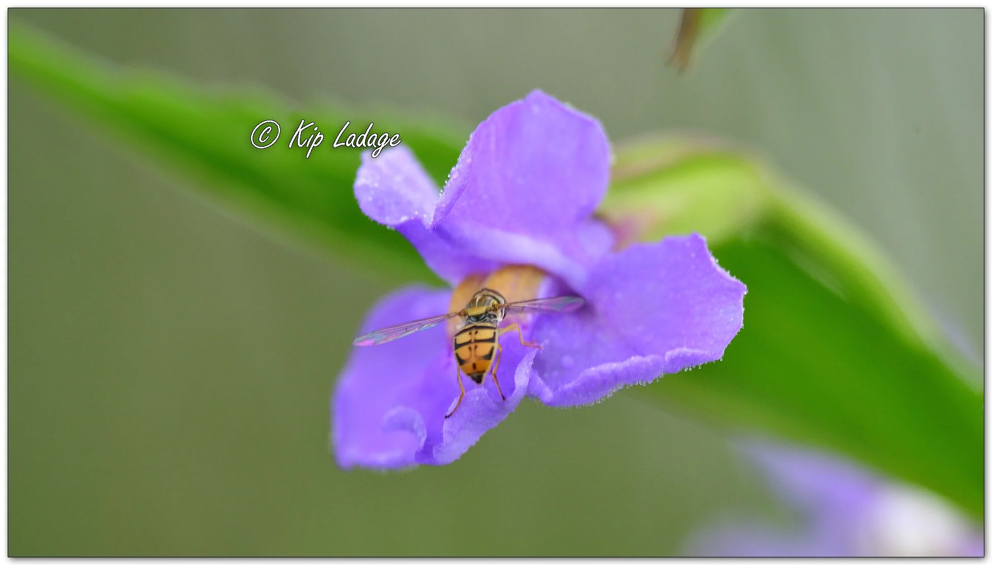 Allegheny Monkeyflower - Image 1119191