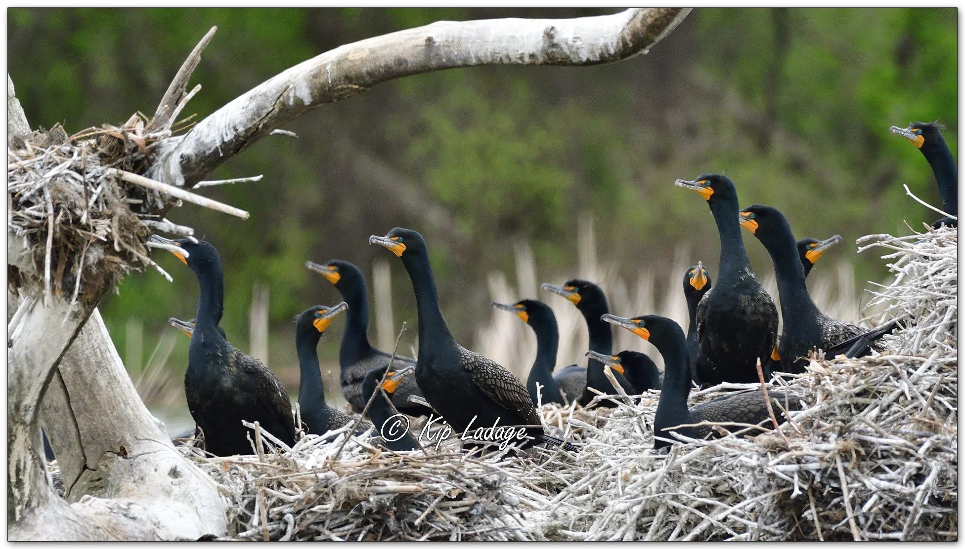 Double-crested Cormorants - Image 1095744