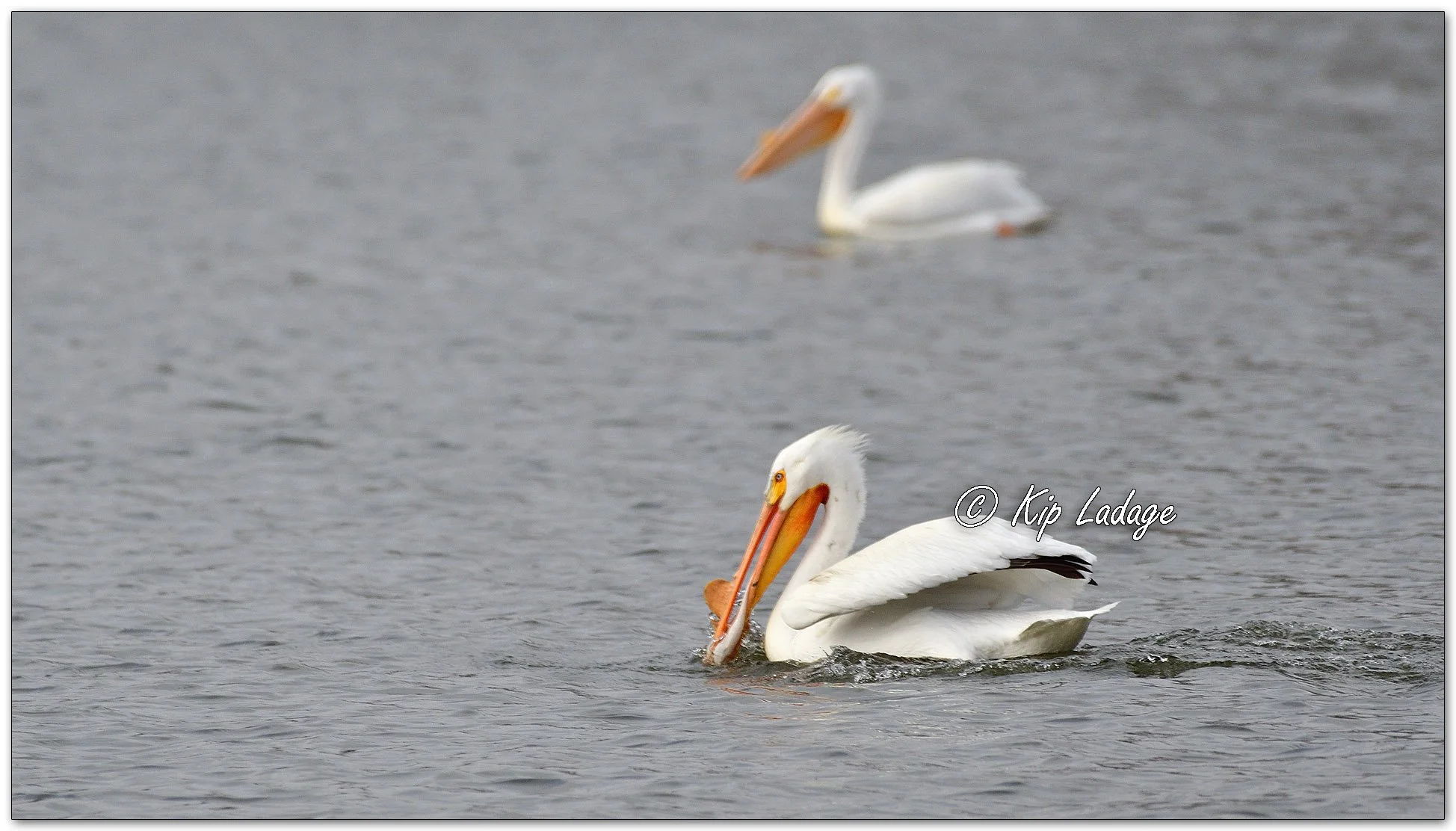 American White Pelican - Image 1081903