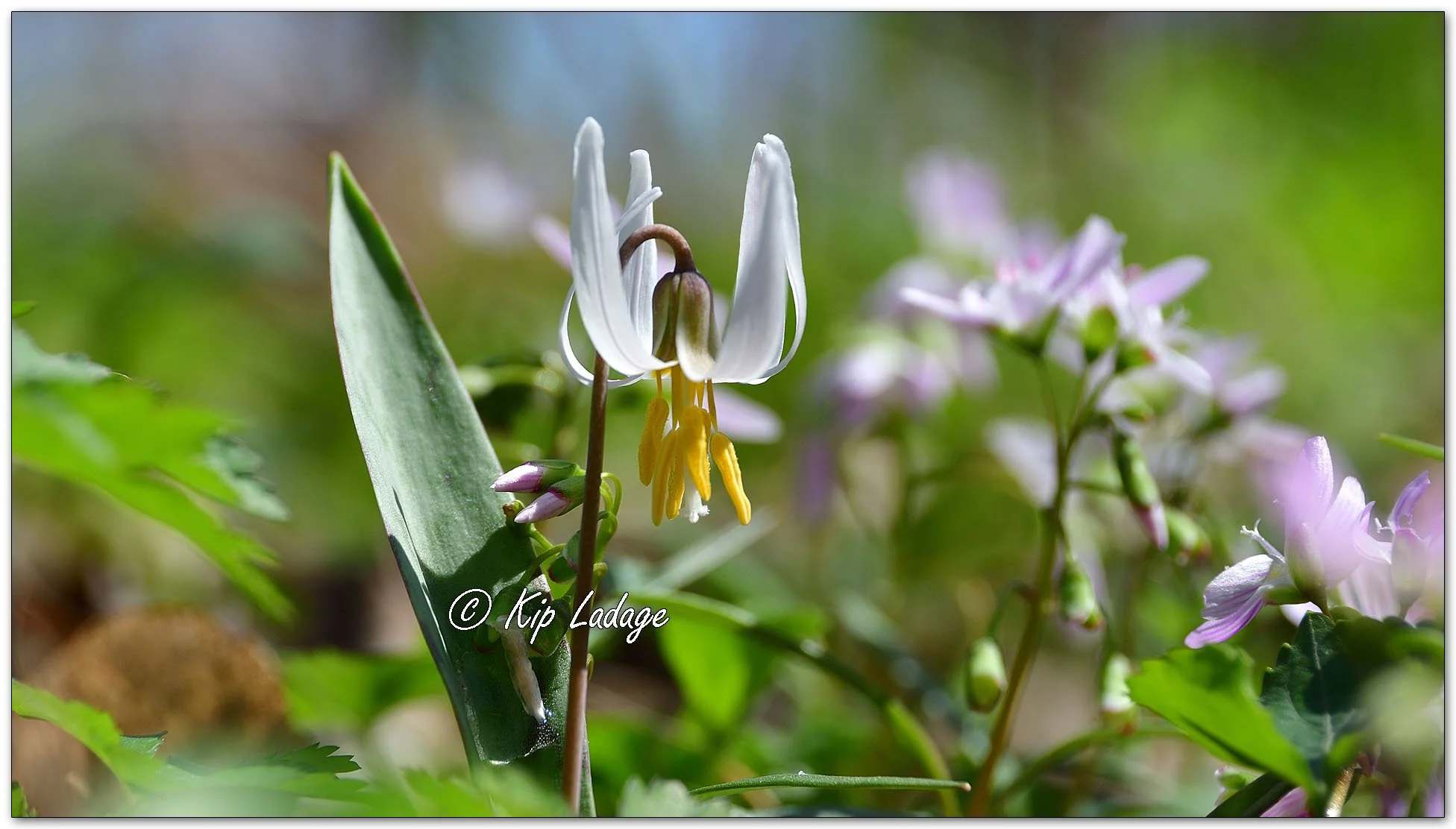 Dogtooth Violet (Trout Lily) - Image 1089219