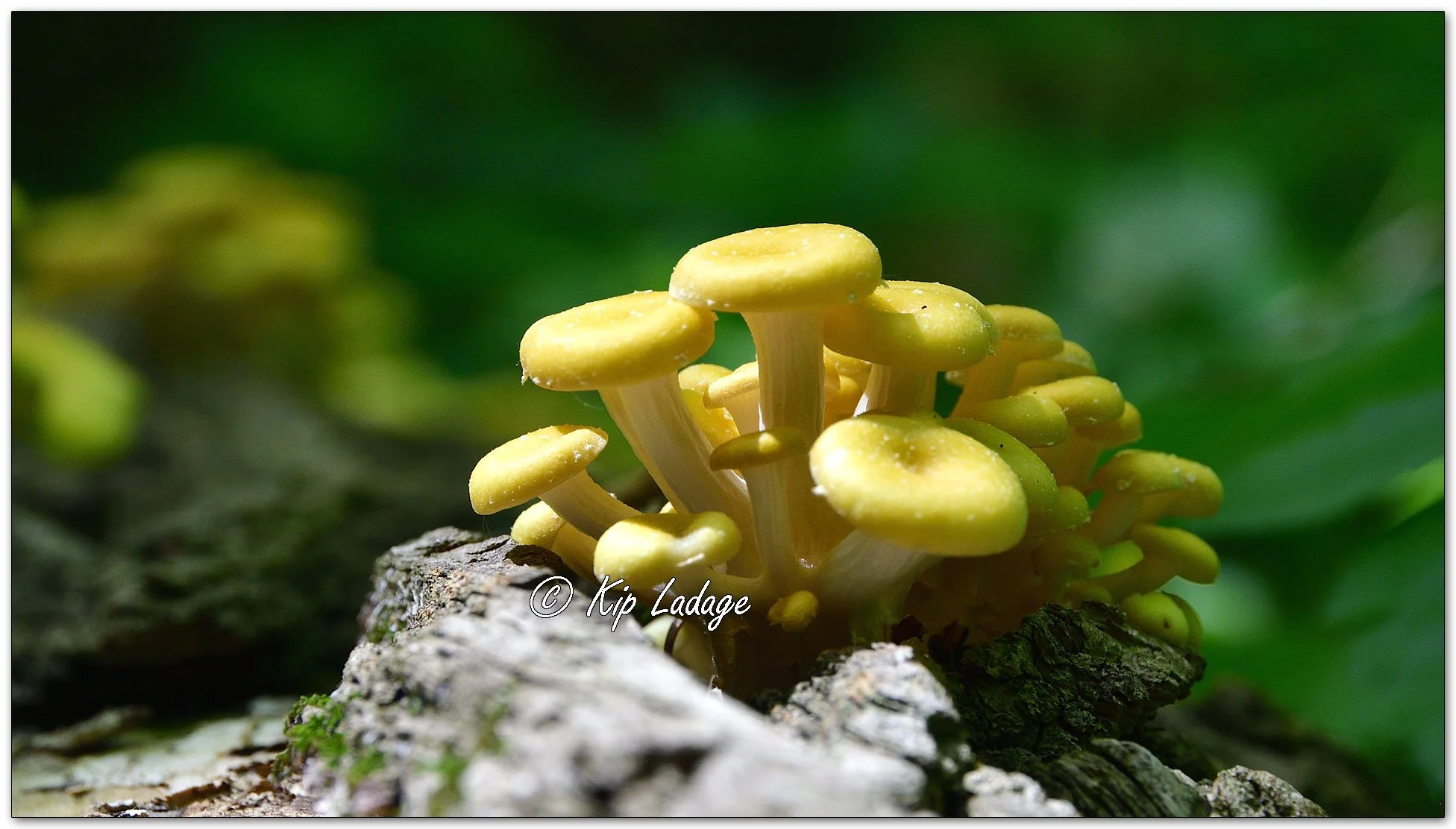 Golden Oysters - Image 100943
