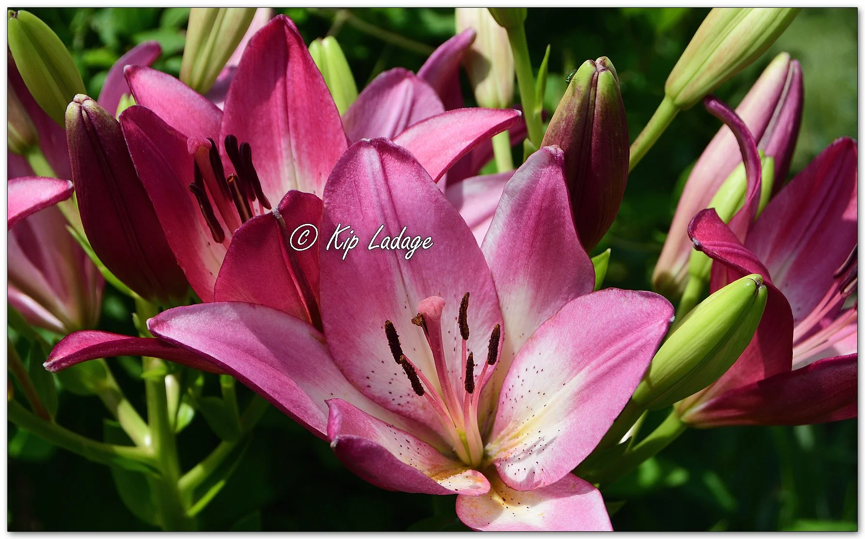 Lilium Hybrid - Image 1113537