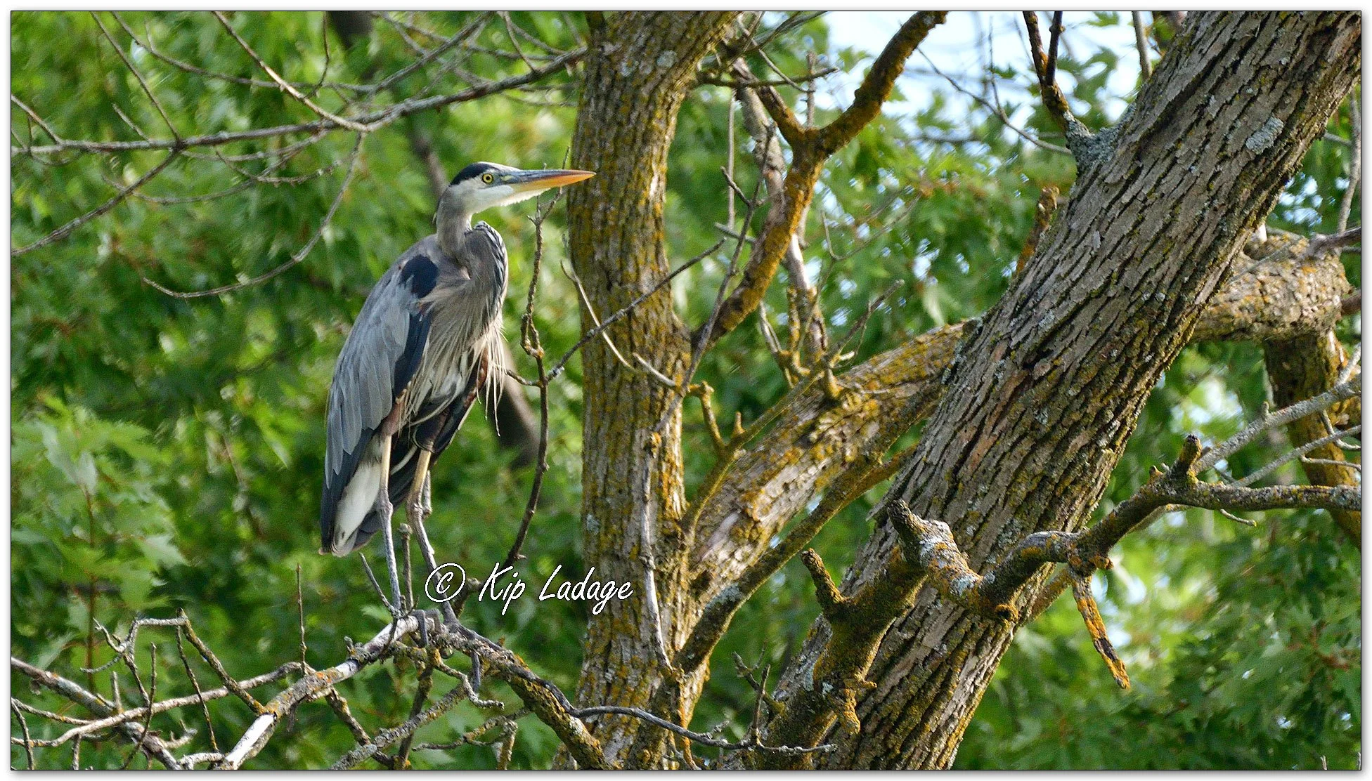Great Blue Heron - Image 1136594