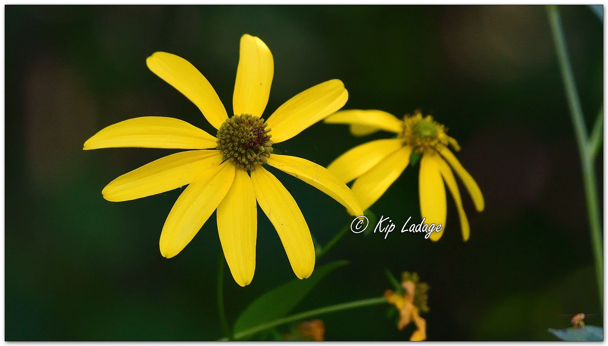 Cutleaf Coneflower - Image 1140431