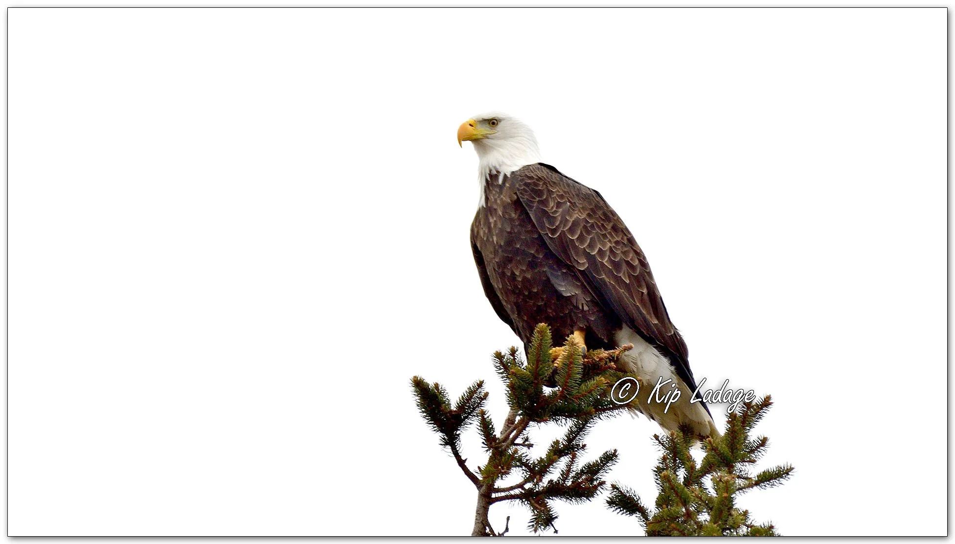 Adult Bald Eagle - Image 1063704
