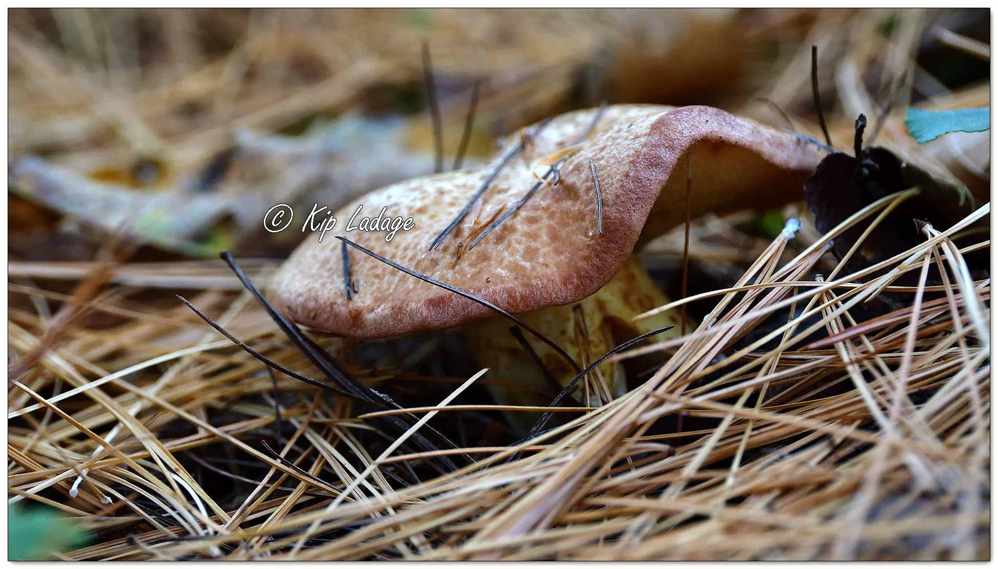 Weeping Bolete - Image 1162099