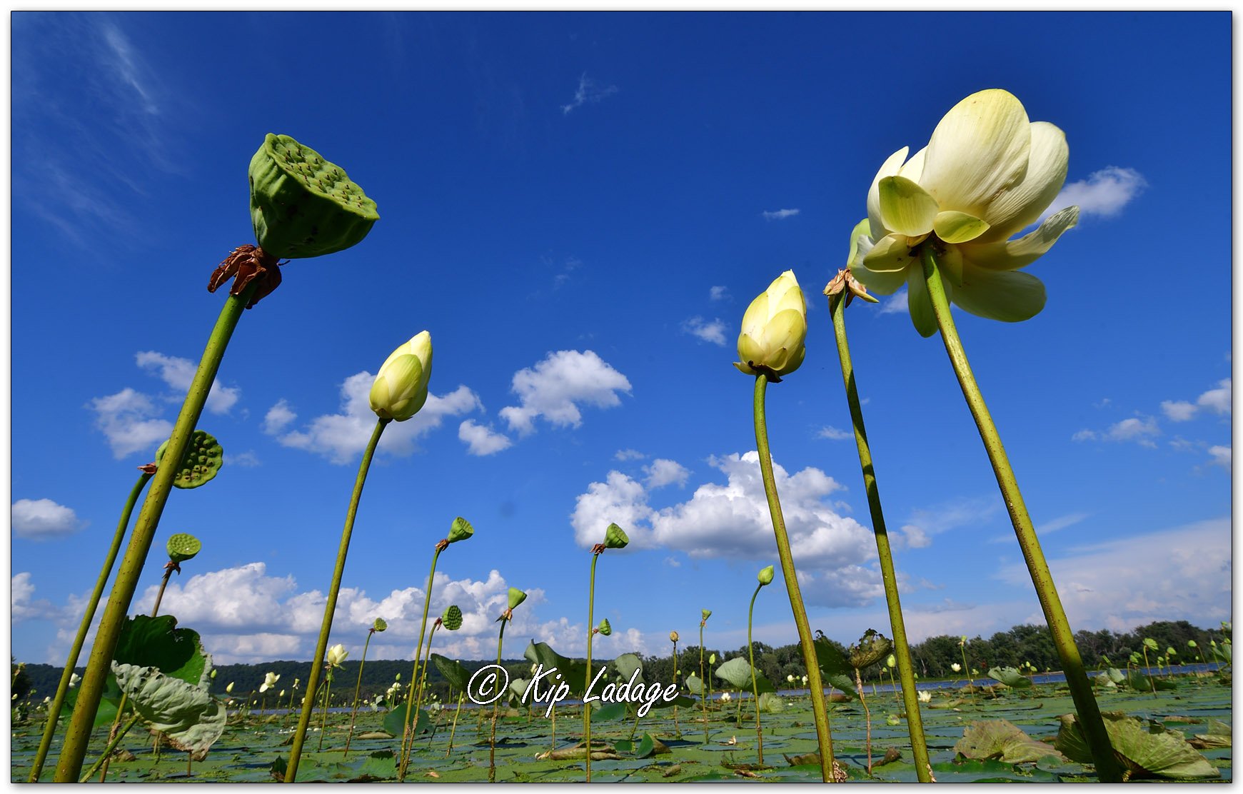 American Lotus - Image 1138095