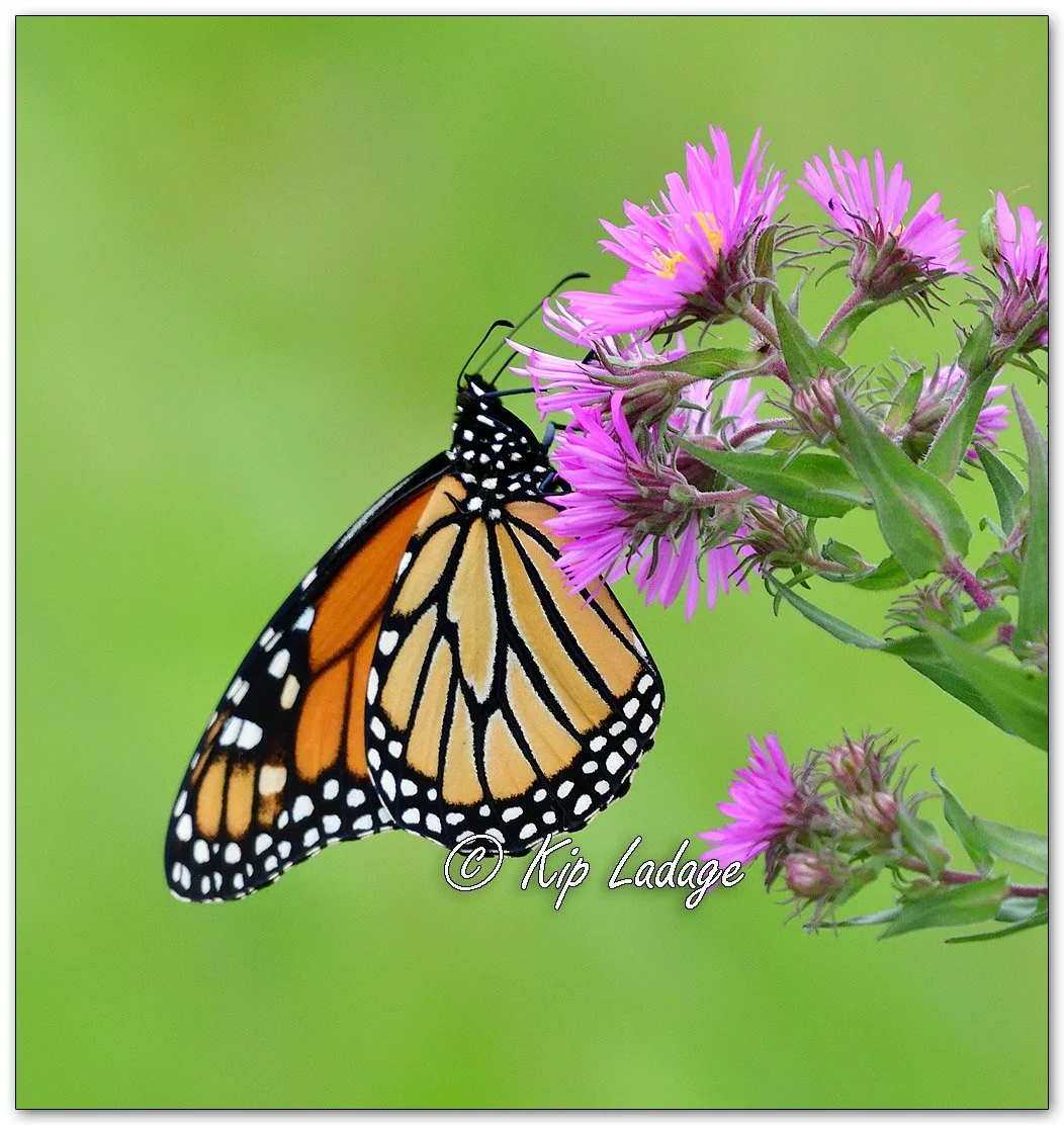 Monarch Butterfly on New England Aster - Image 1150649