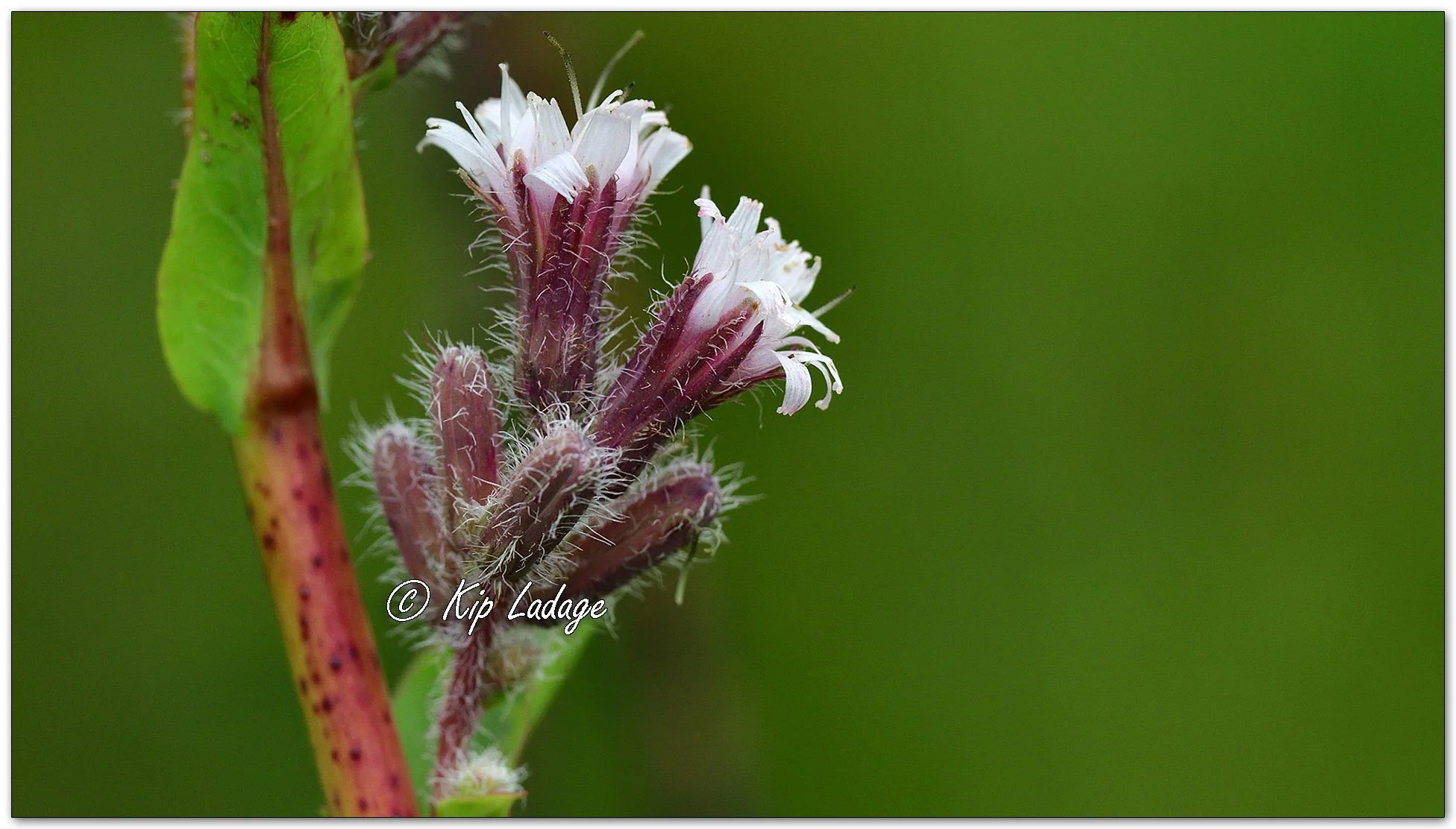 Purple Rattlesnakeroot - Image 1148306