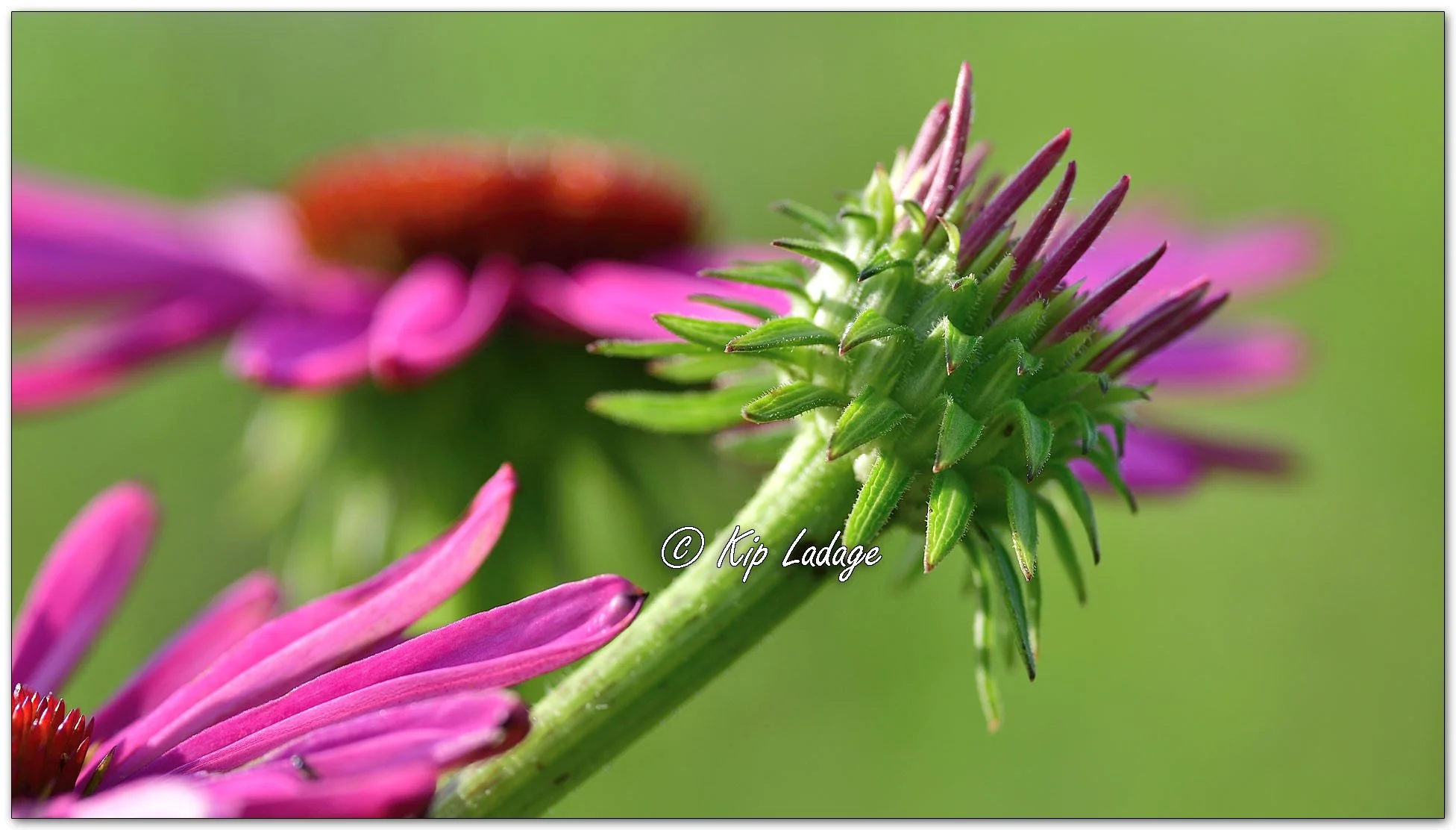 Purple Coneflower - Image 1118227