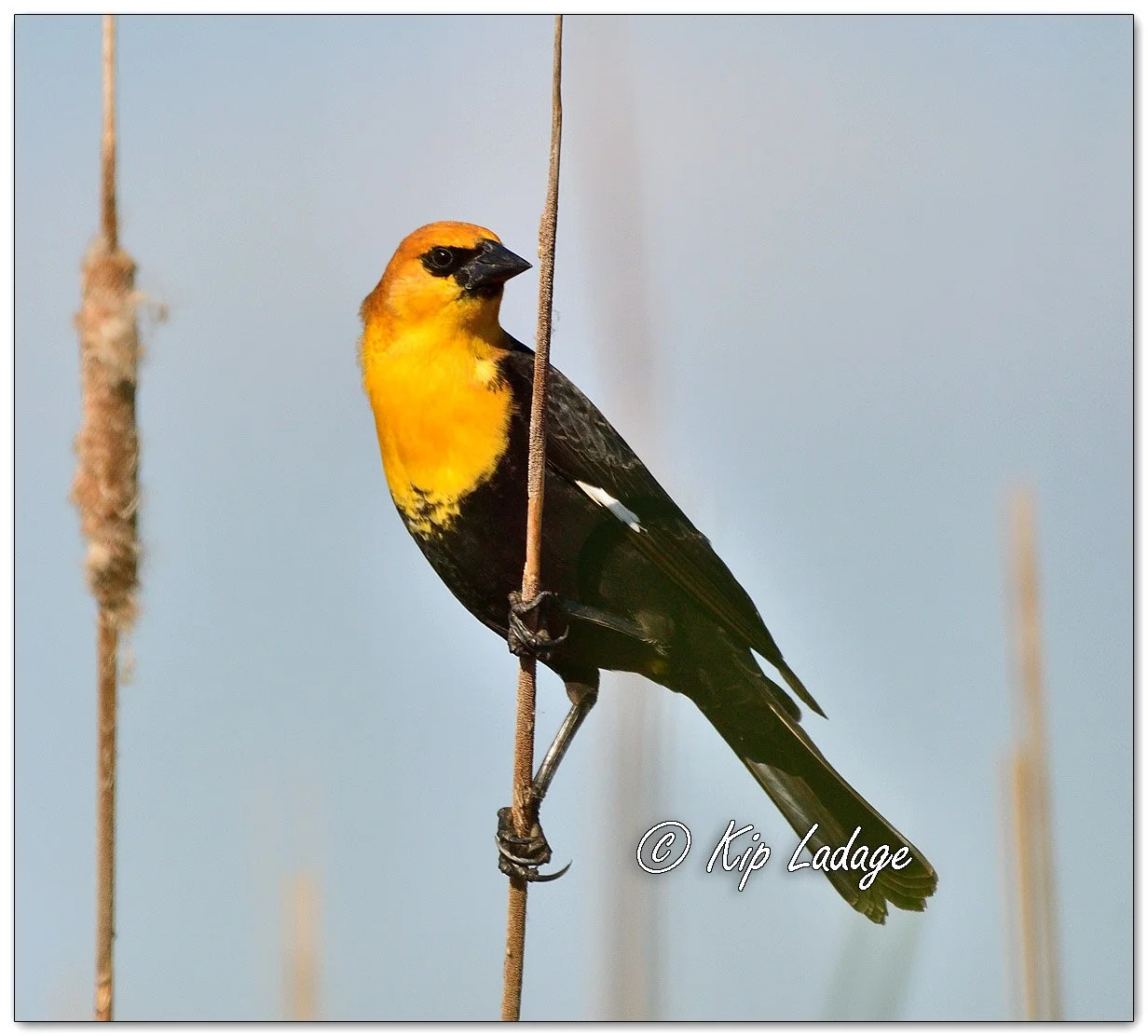 Male Yellow-headed Blackbird - Image 1094932
