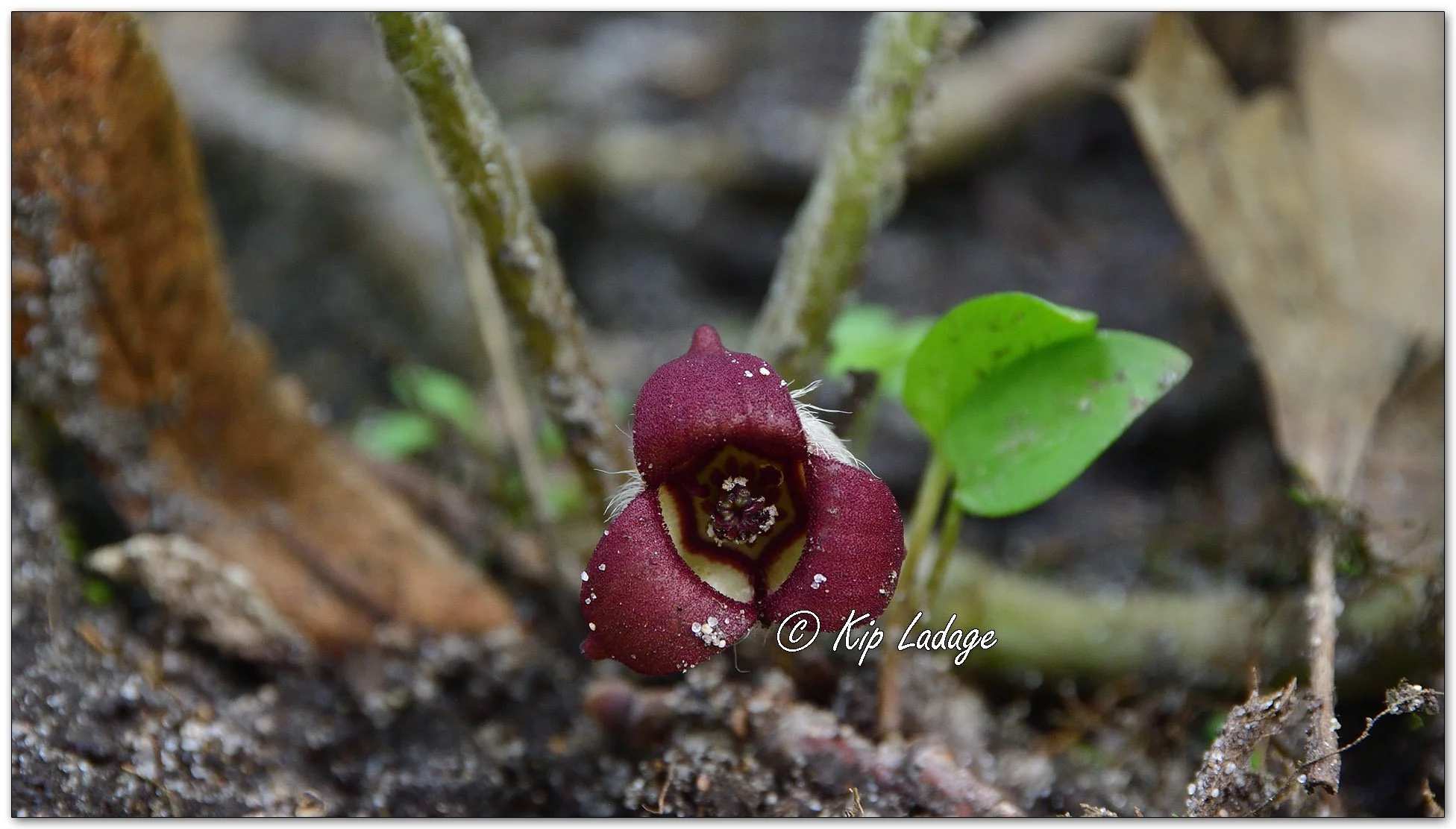 Wild Ginger - Image 1091959