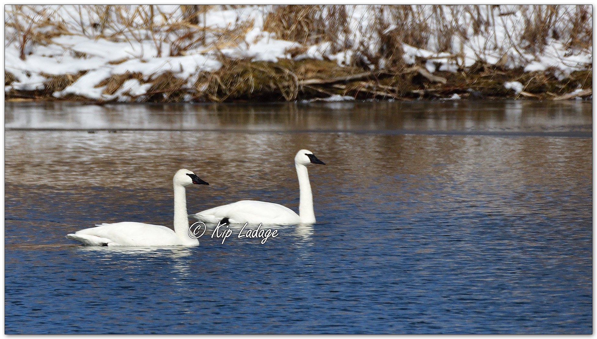 Trumpeter Swans at Wyth Lake - Image 1066026