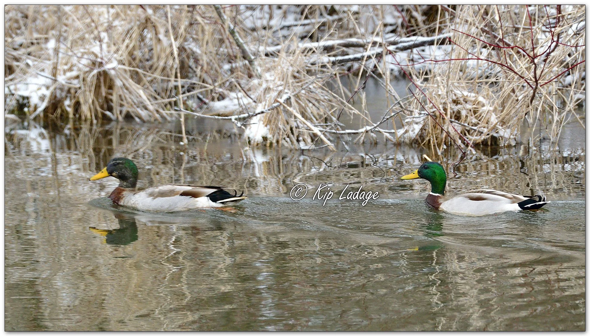 Mallards in Snow - Image 1073156