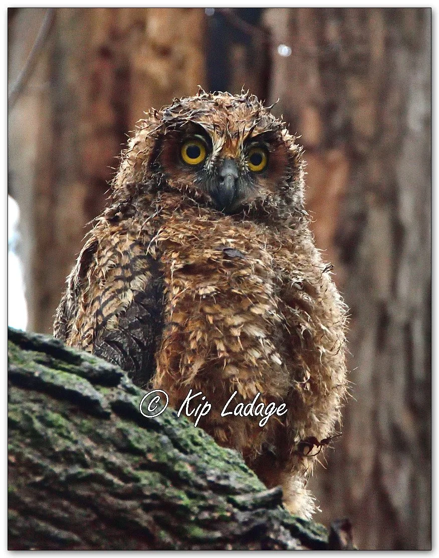 Young Great Horned Owl - Image 1084883
