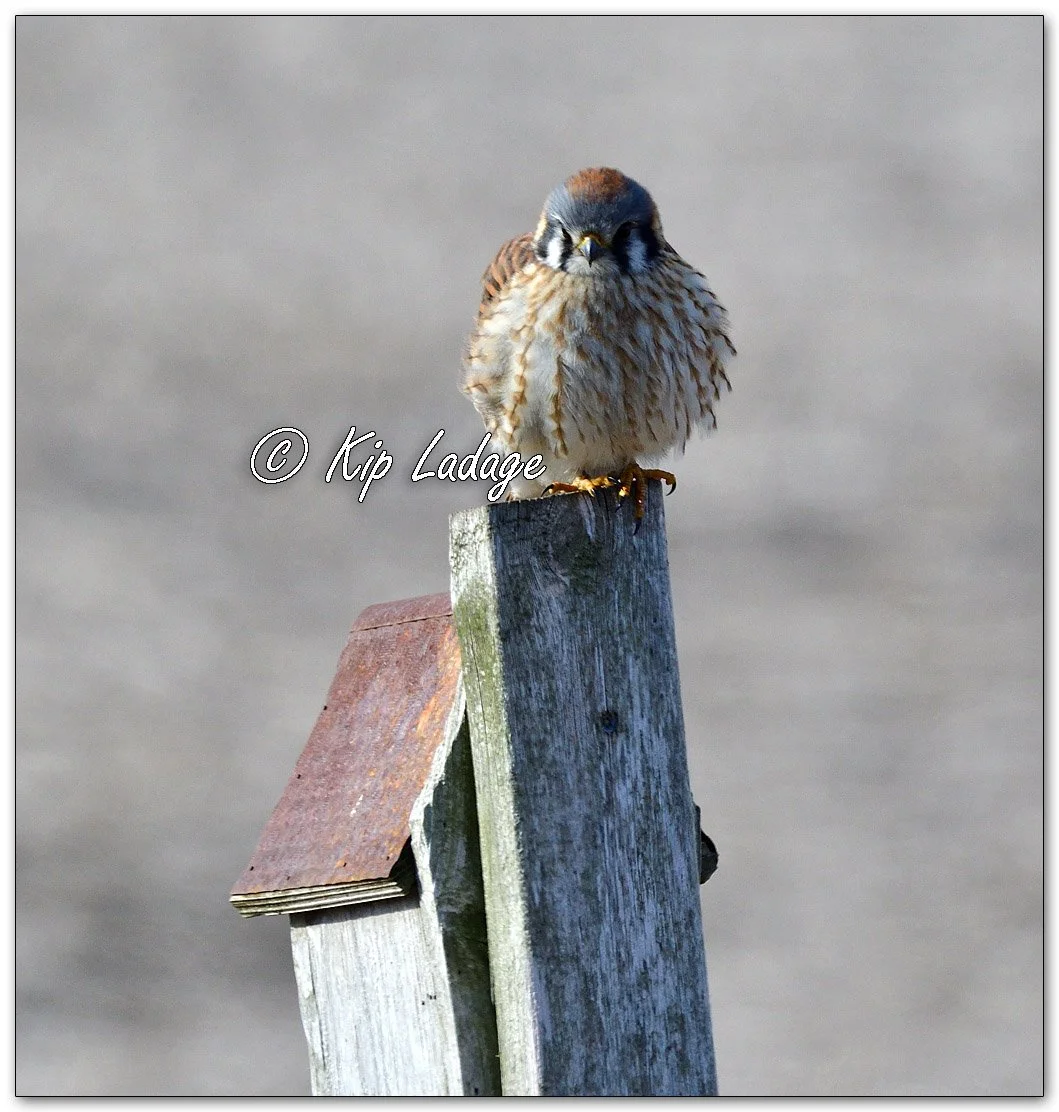 American Kestrel - Image 1077195