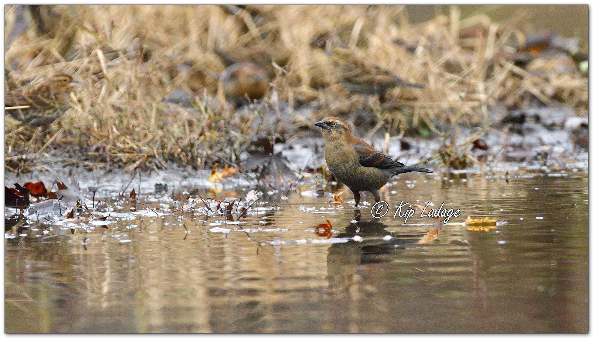 Rusty Blackbird - Image 1168348