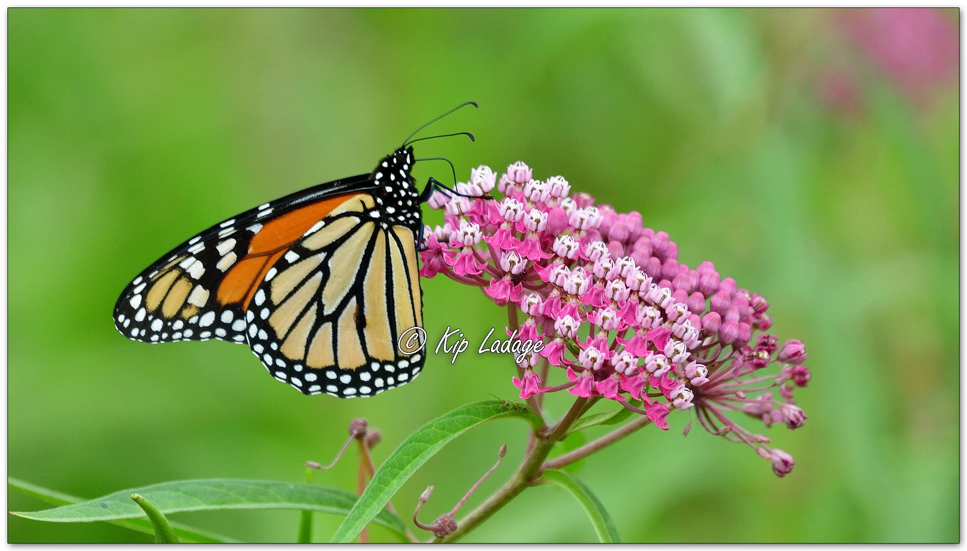 Monarch Butterfly on Swamp Milkweed - Image 1132160