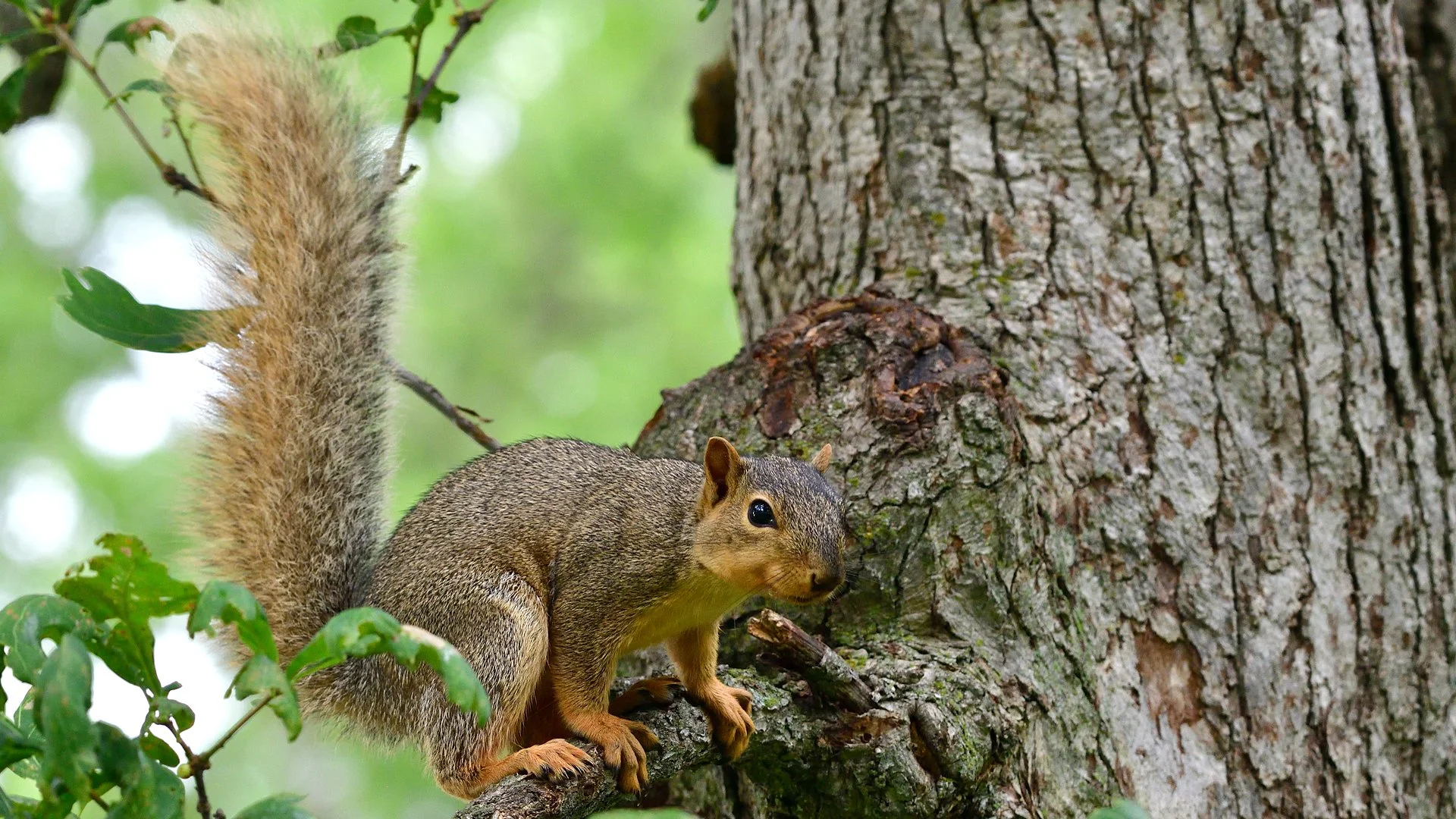 Fox Squirrel - Image 1131355