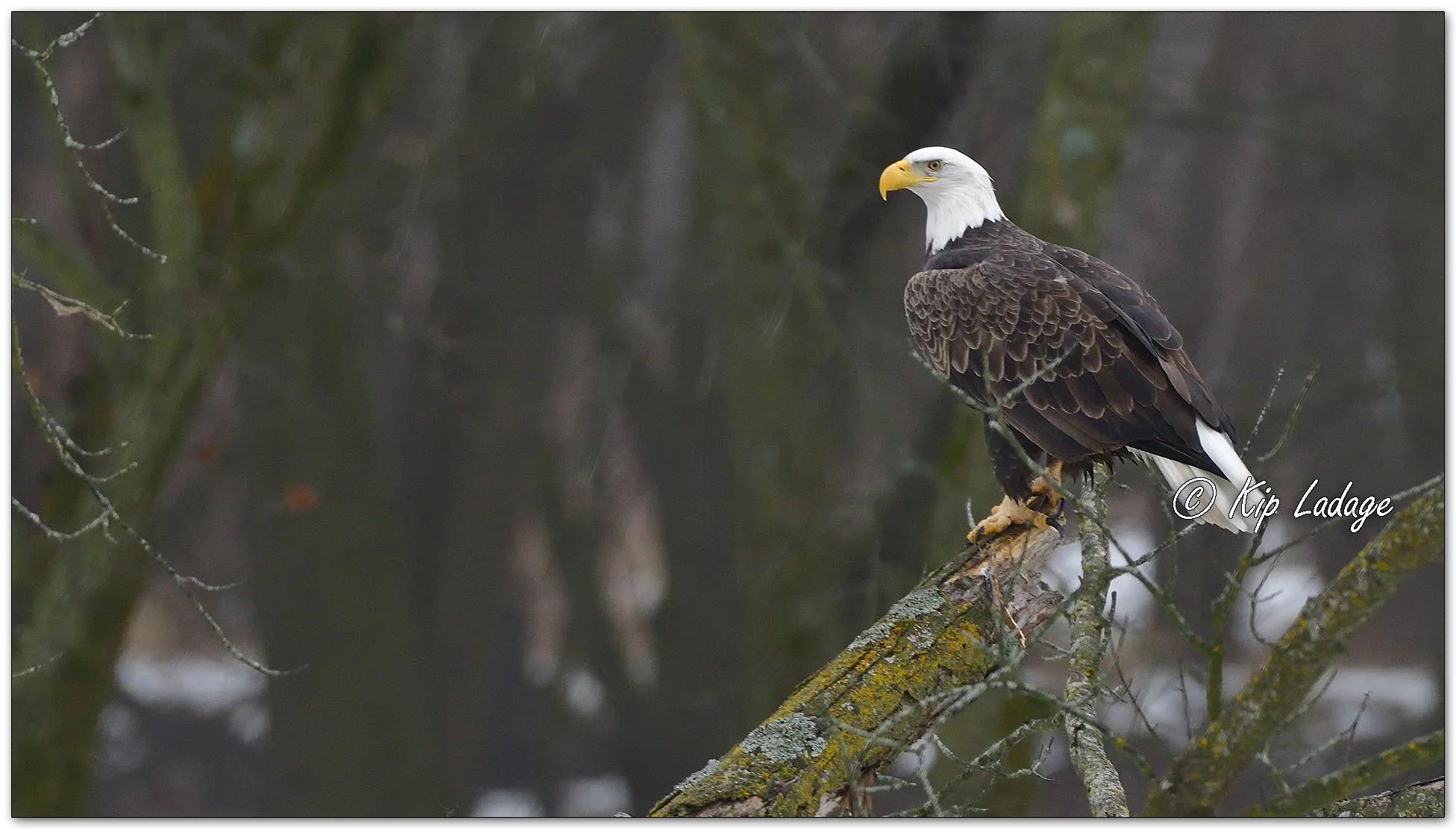 Adult Bald Eagle - Image 1052851