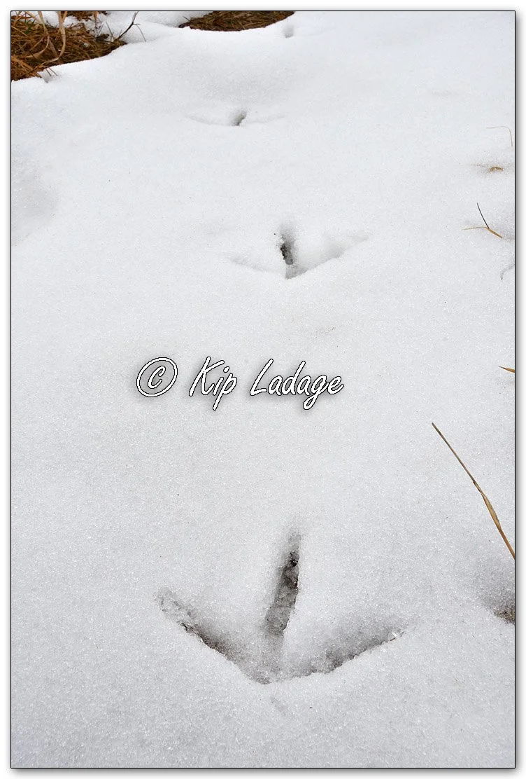 Sandhill Crane Tracks in Snow - Image 1068266