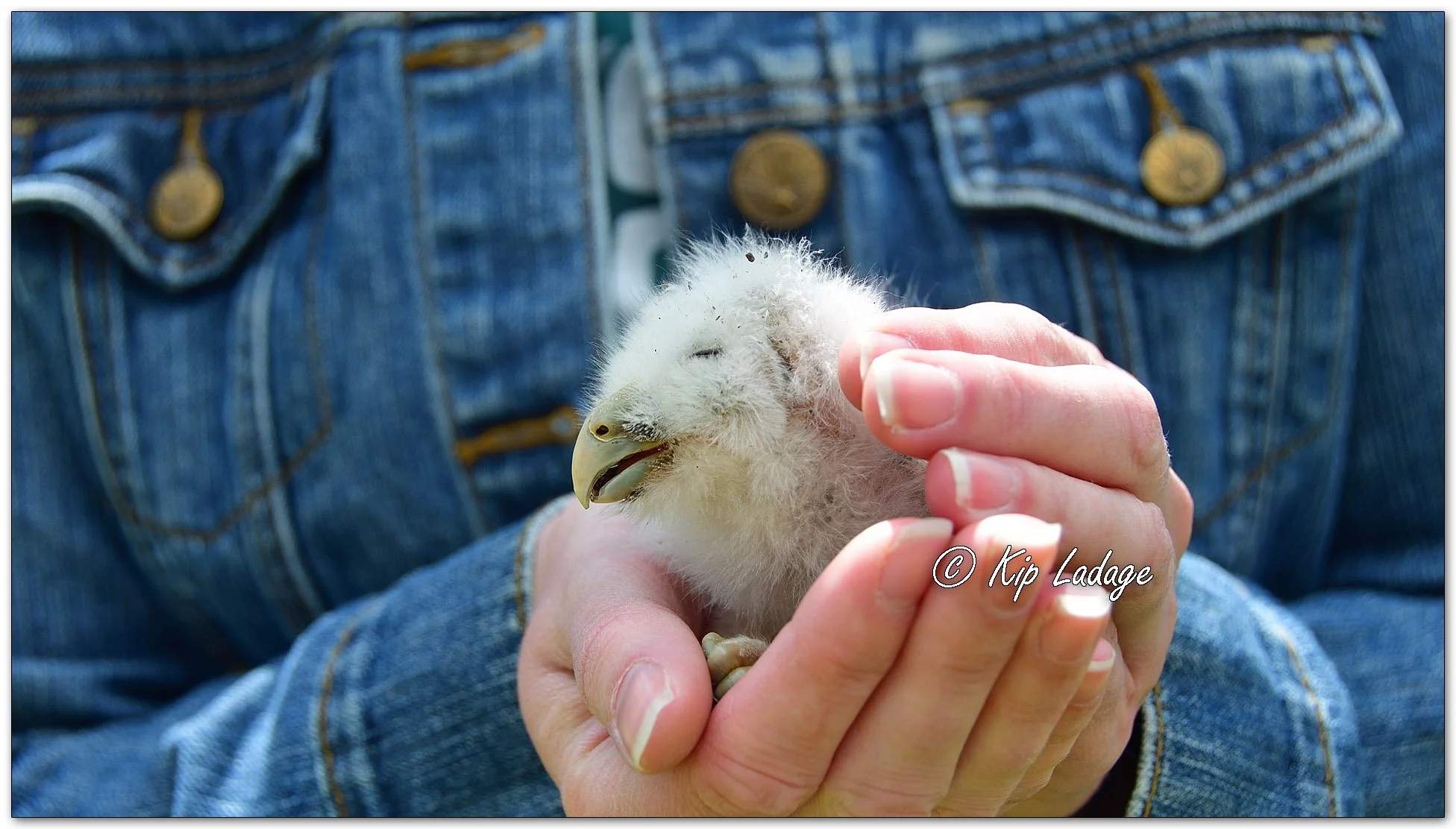 Barred Owlet - Image 1090620