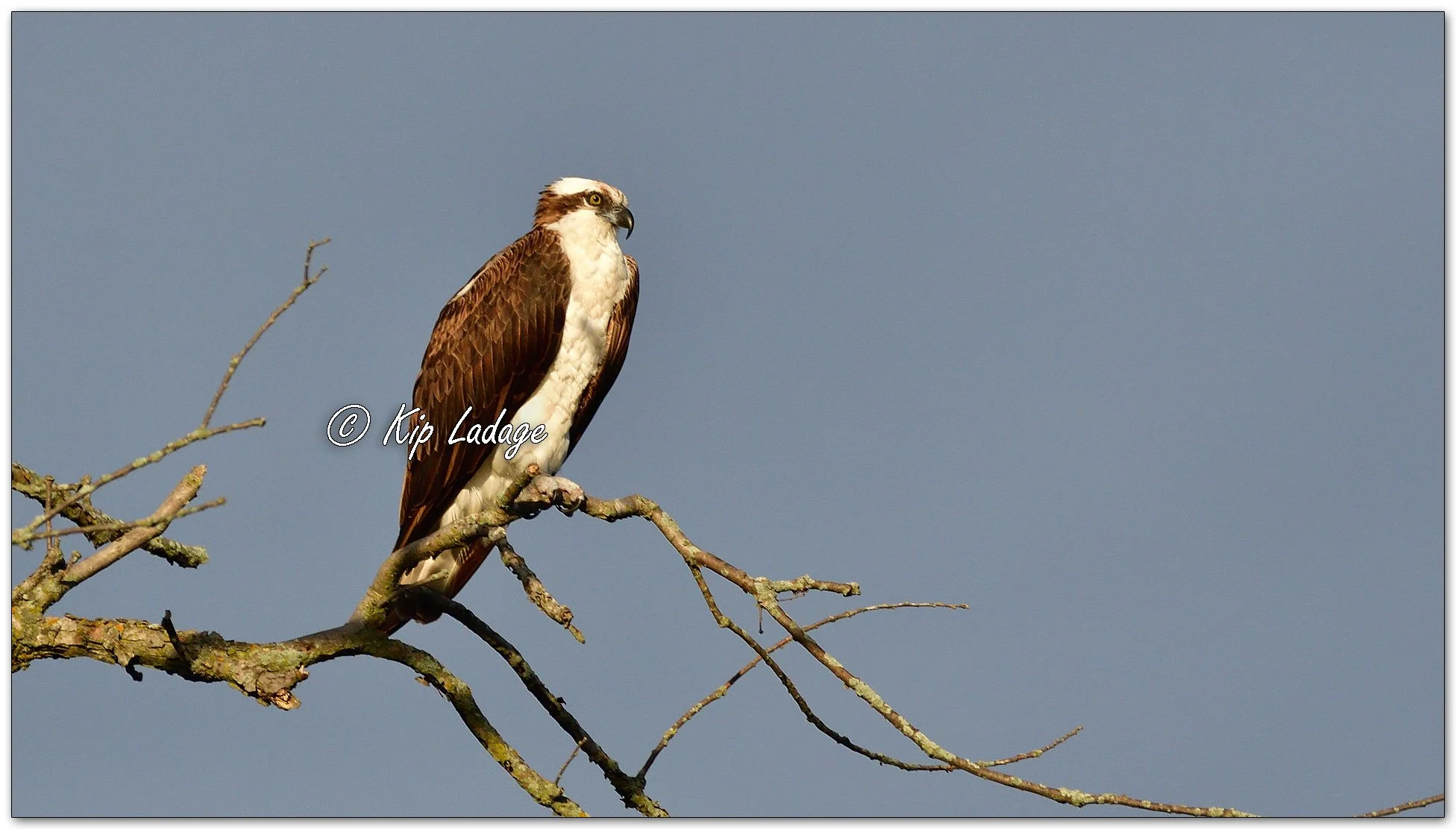 Osprey - Image 1149267