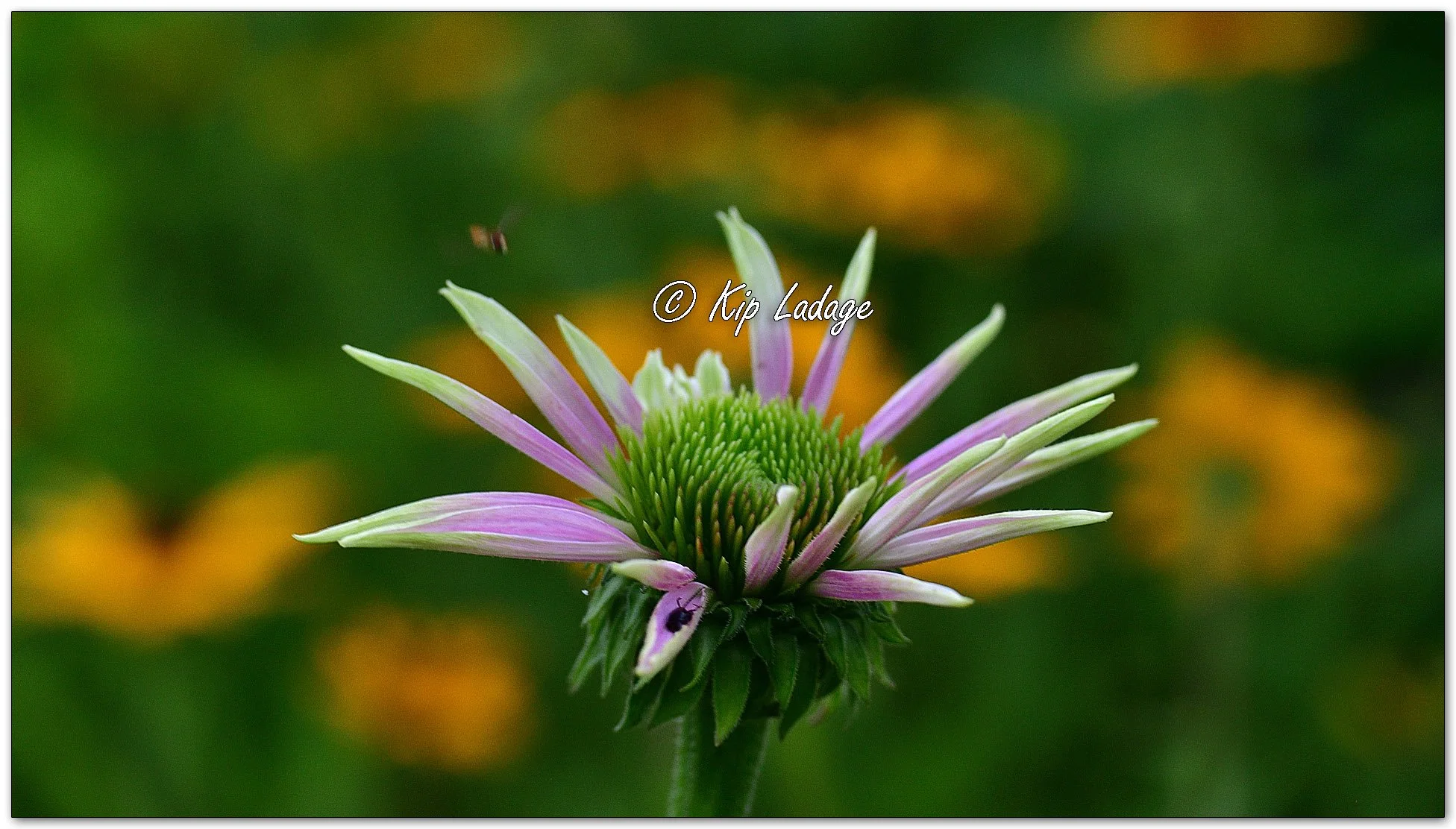 Purple Coneflower - Image 1117908