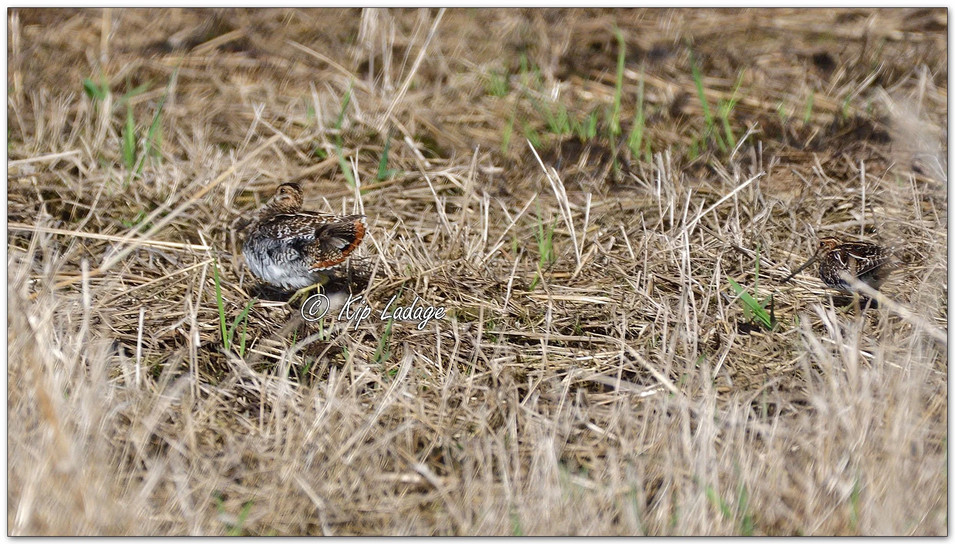 Wilson's Snipe - Image 1087781