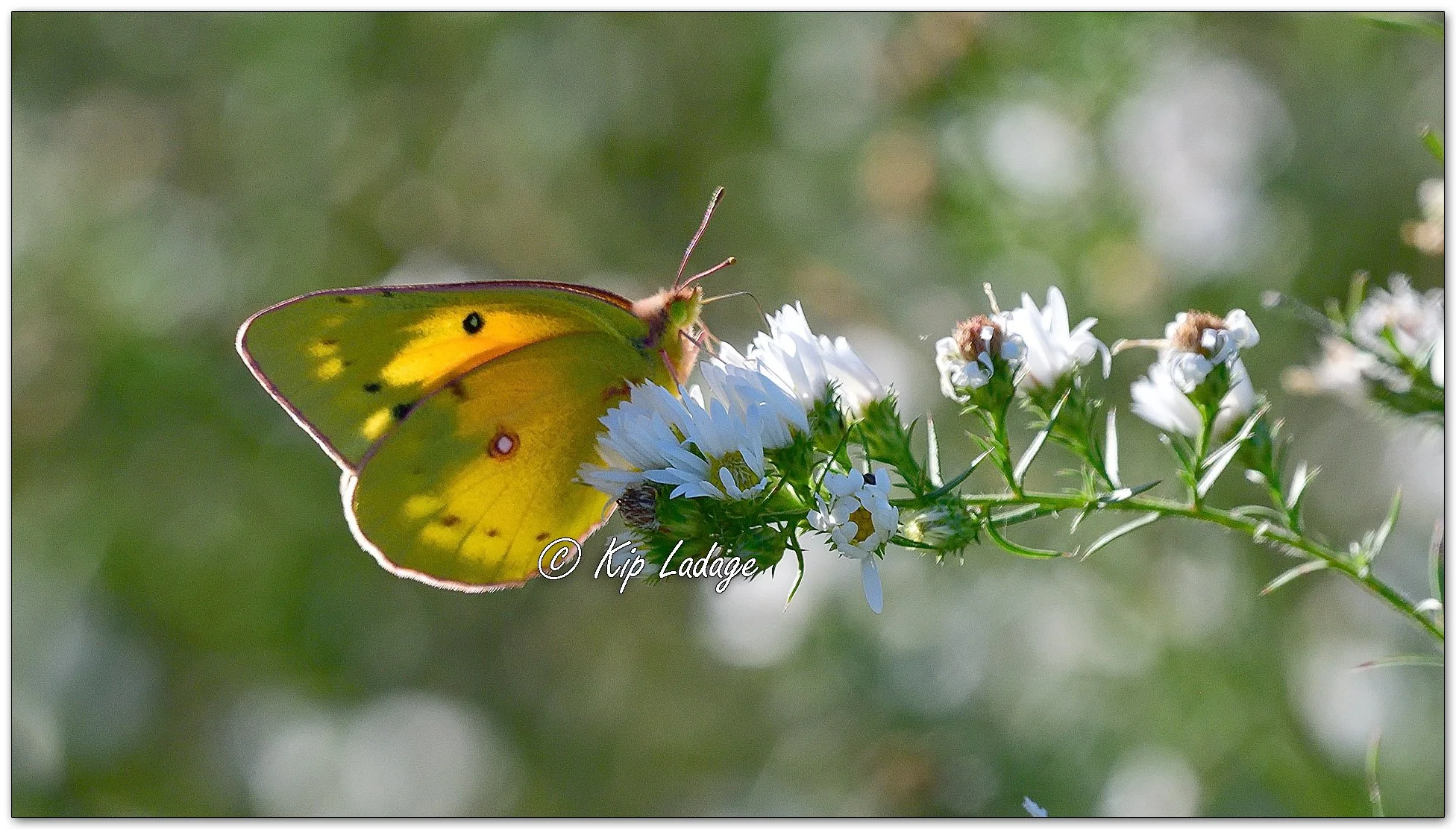 Orange Sulphur - Image 1158698