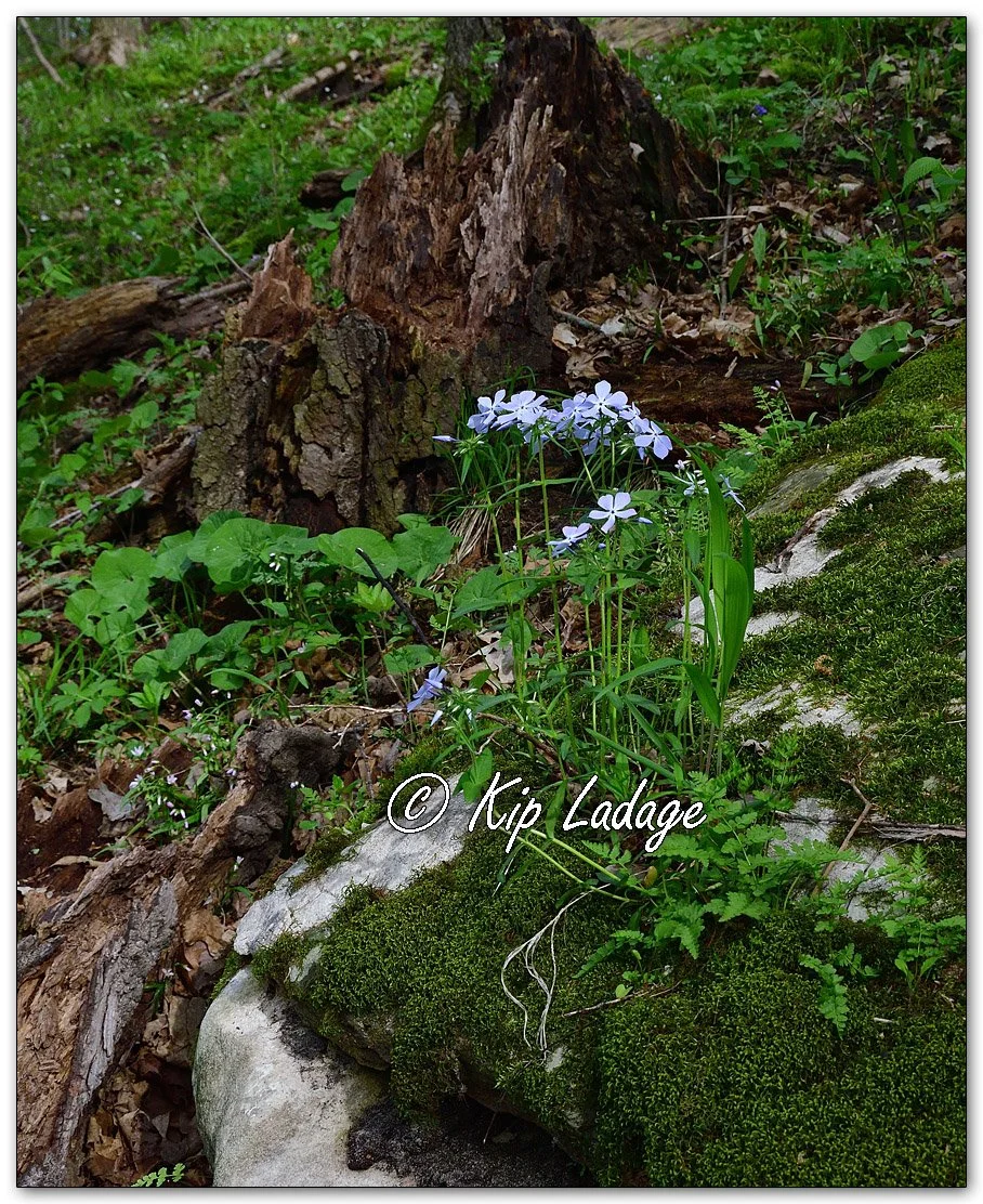 Wild Blue Phlox - Image 1091953