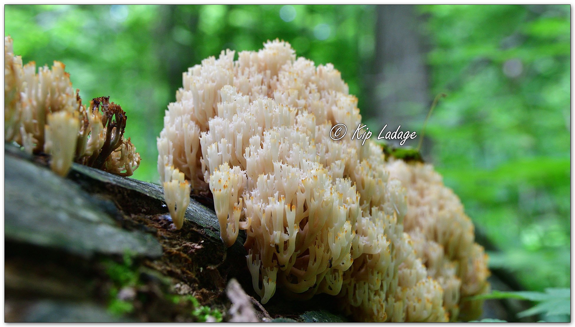 Crown-tipped Coral - Image 100842