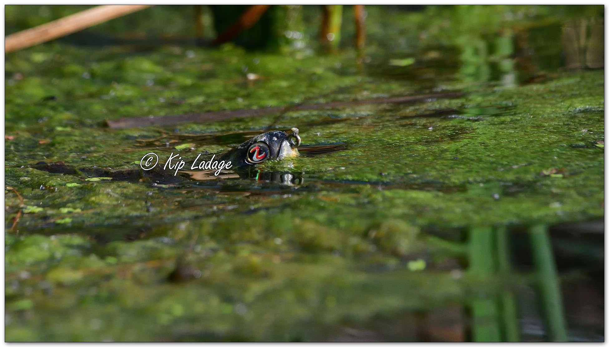Fishing Lure in Hand - Image 1105529