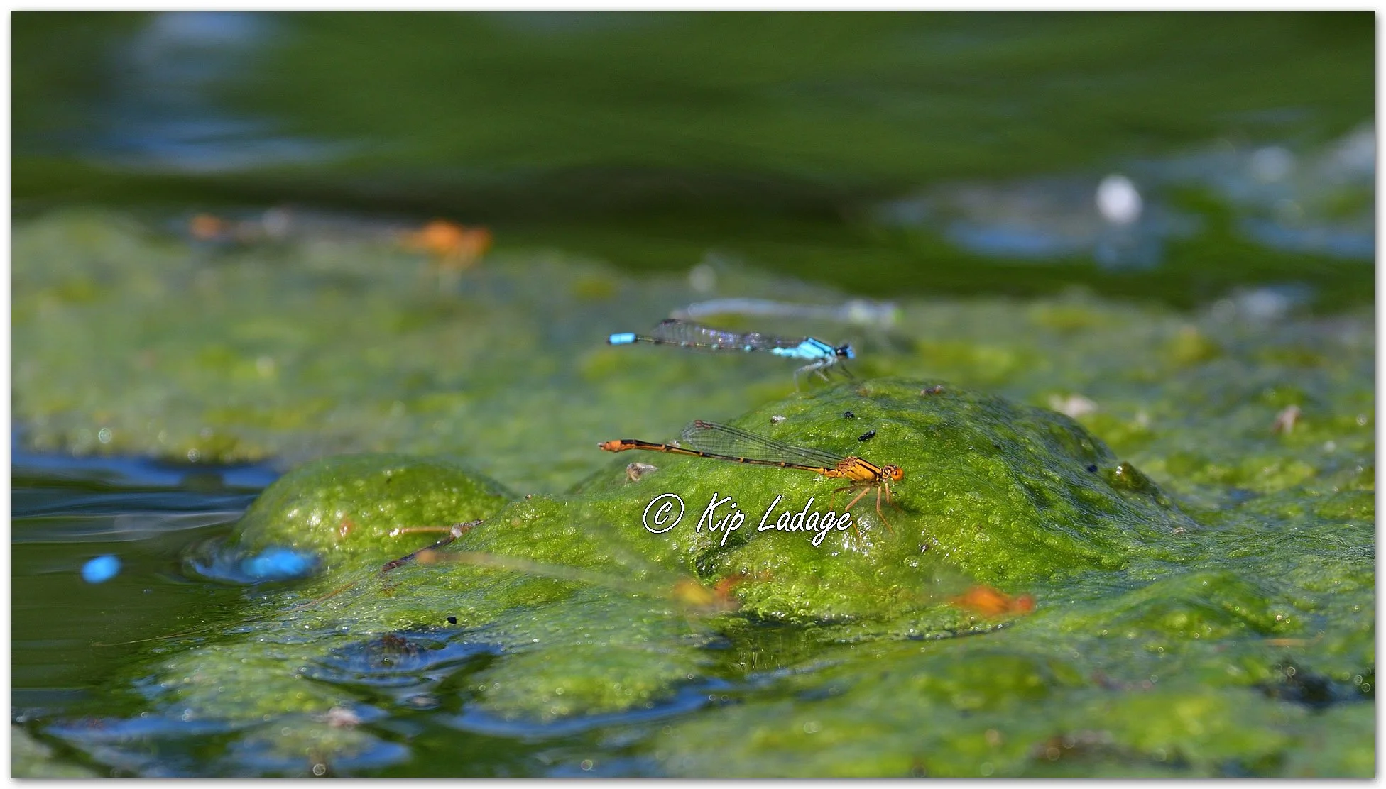 Lilypad Forktail Damselfly - Image 1108101
