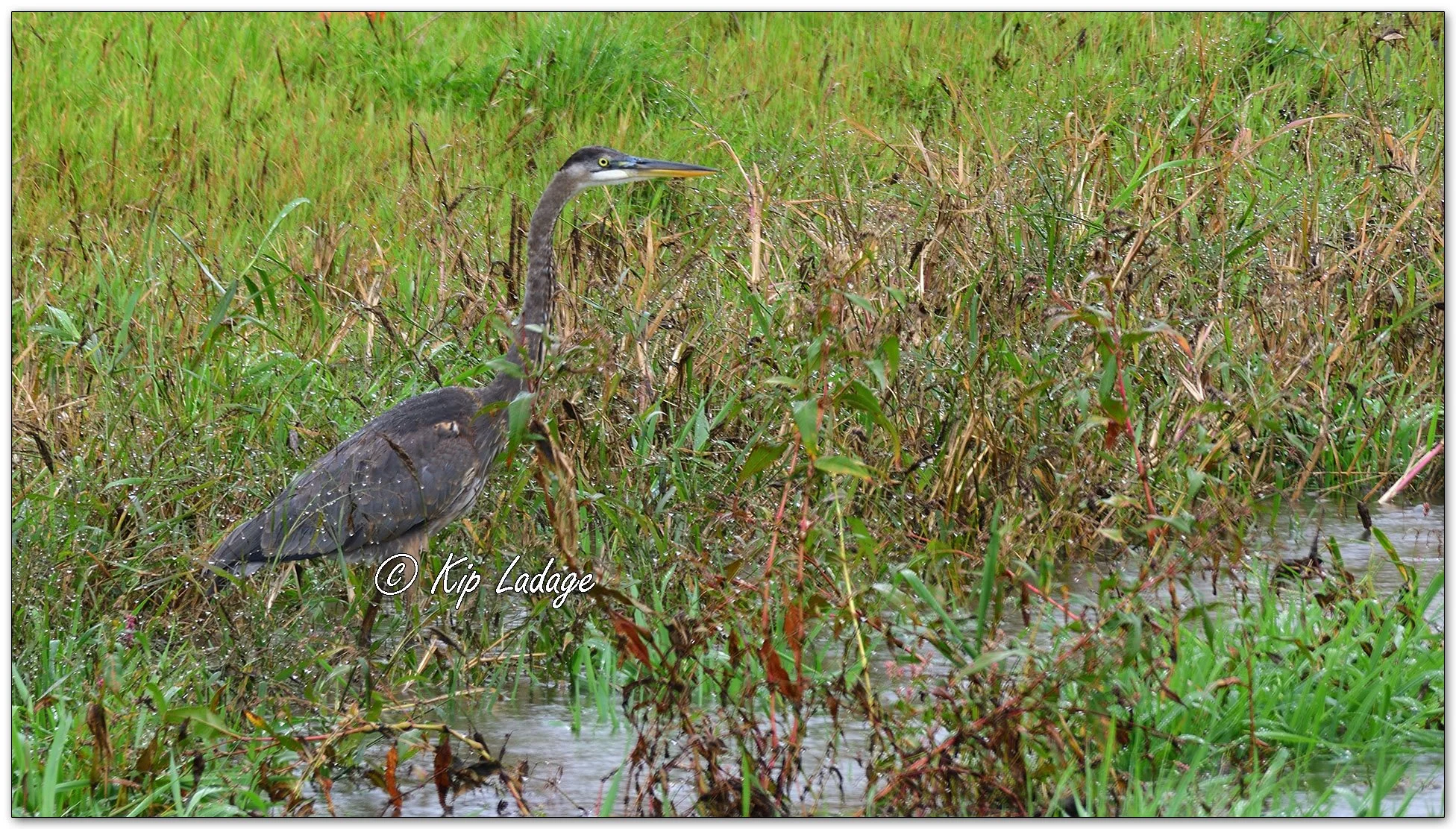 Great Blue Heron in Waterway - Image 1164033