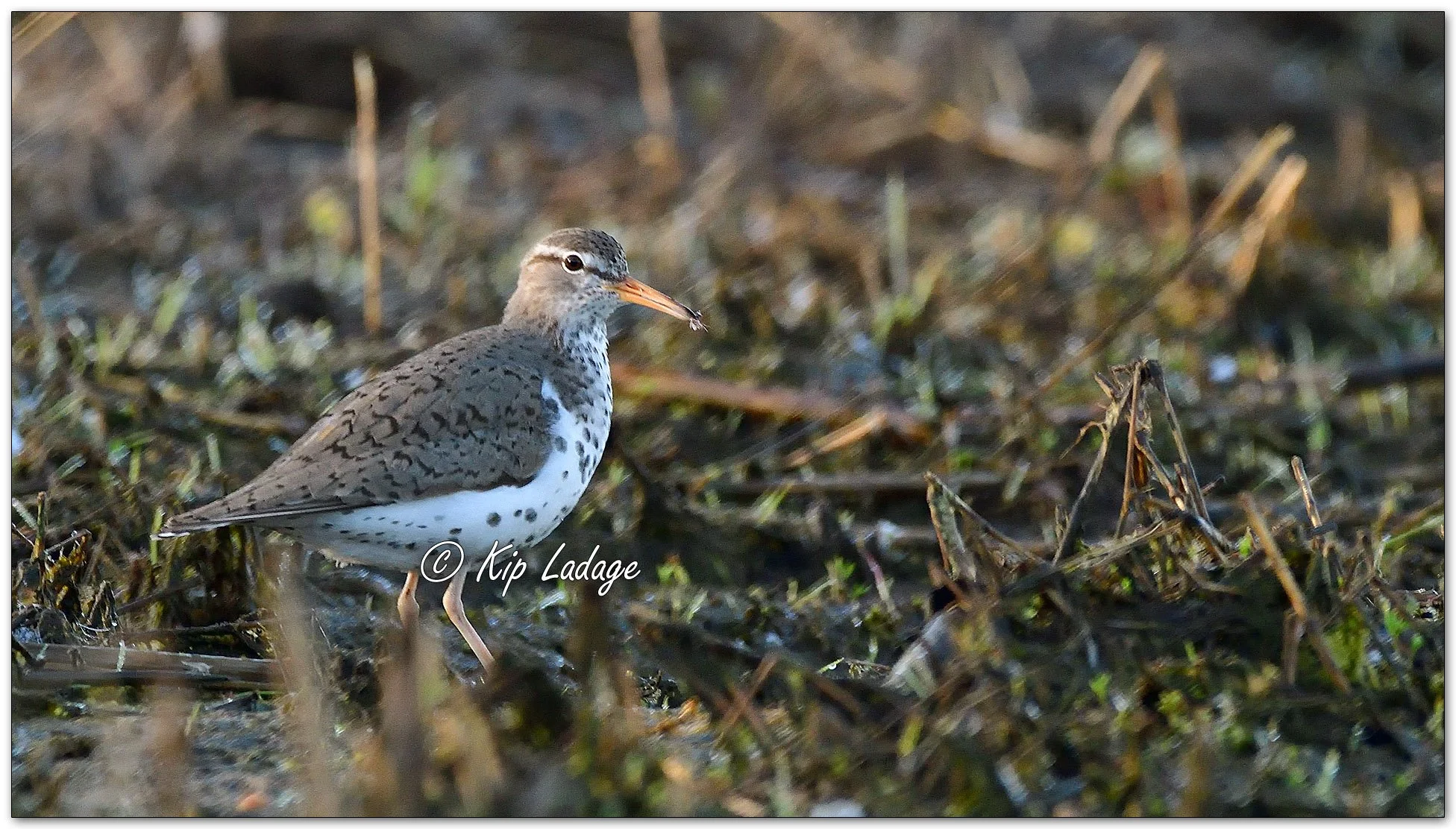 Spotted Sandpiper - Image 968439