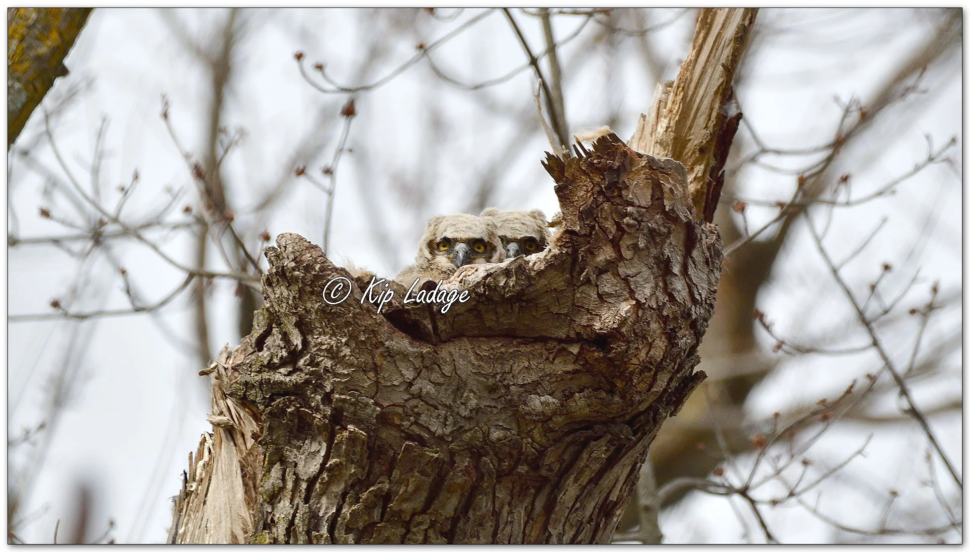 Great Horned Owl - Image 1082436