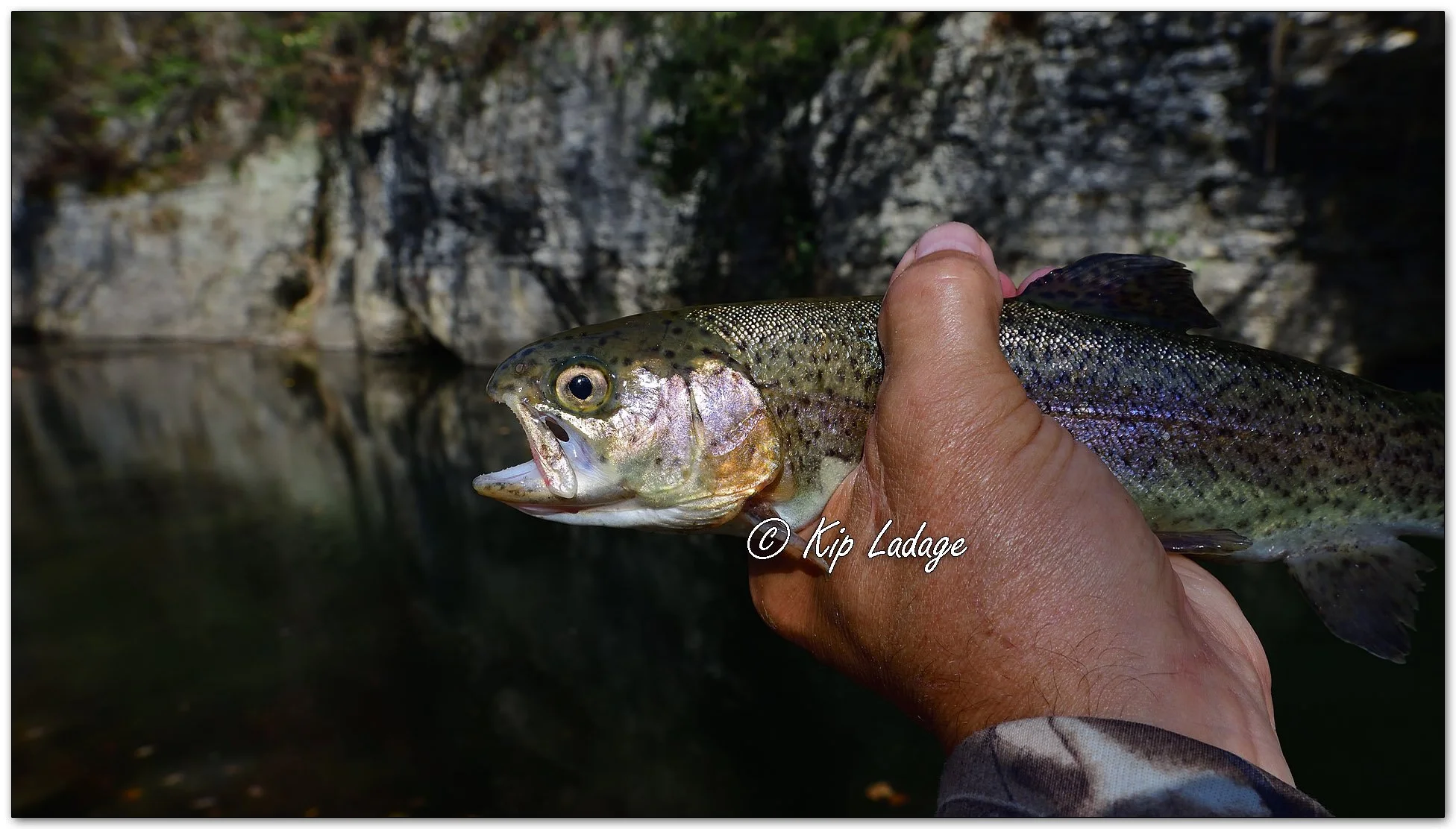 Rainbow Trout in Hand - Image 1167633