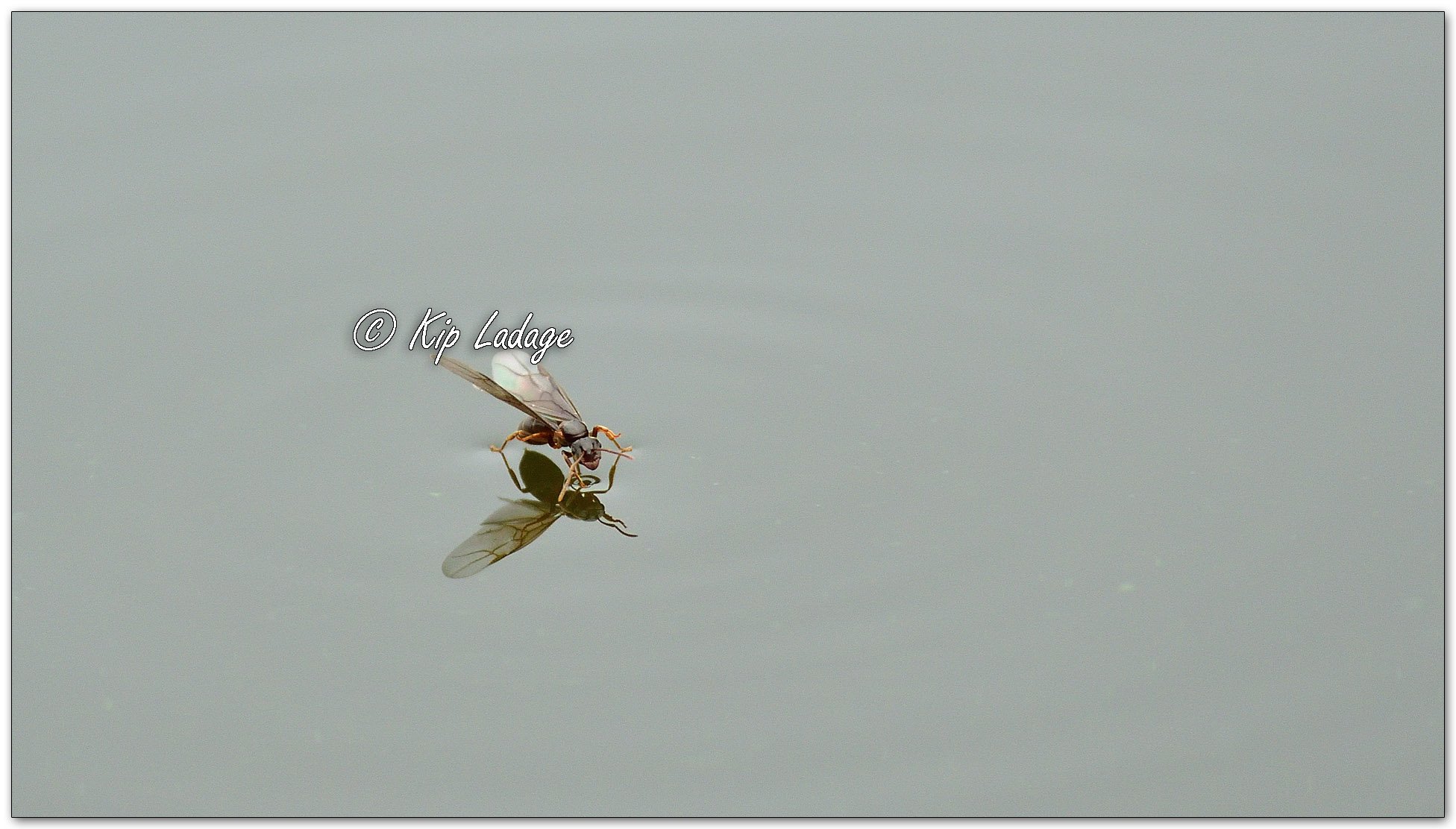 Black Garden Ant on Water - Image 1150159