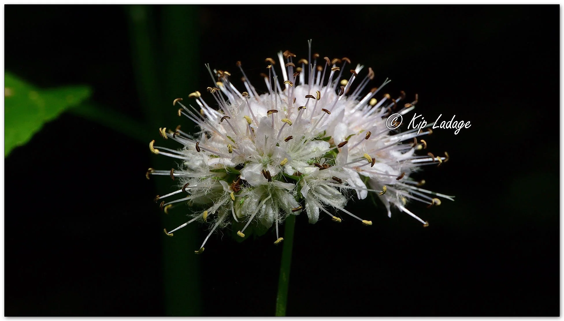 Virginia Waterleaf - Image 1100019