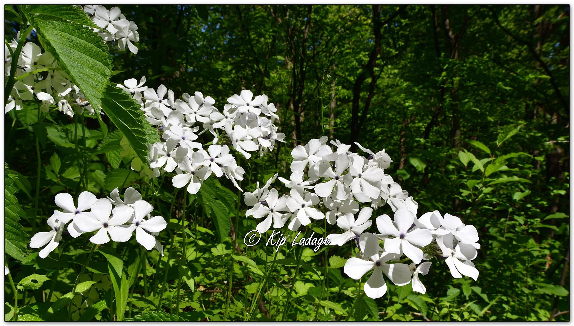 Woodland Phlox - Image 1097164