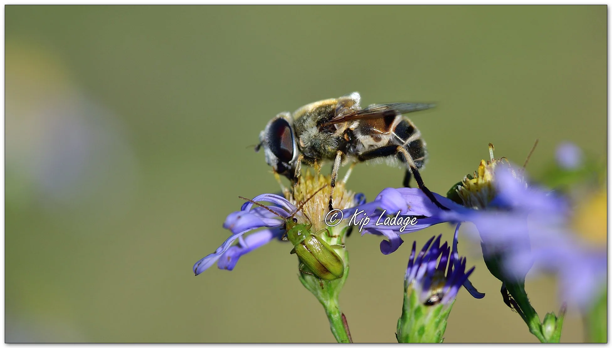Yellow-shouldered Drone Fly on Aster - Image 1144850