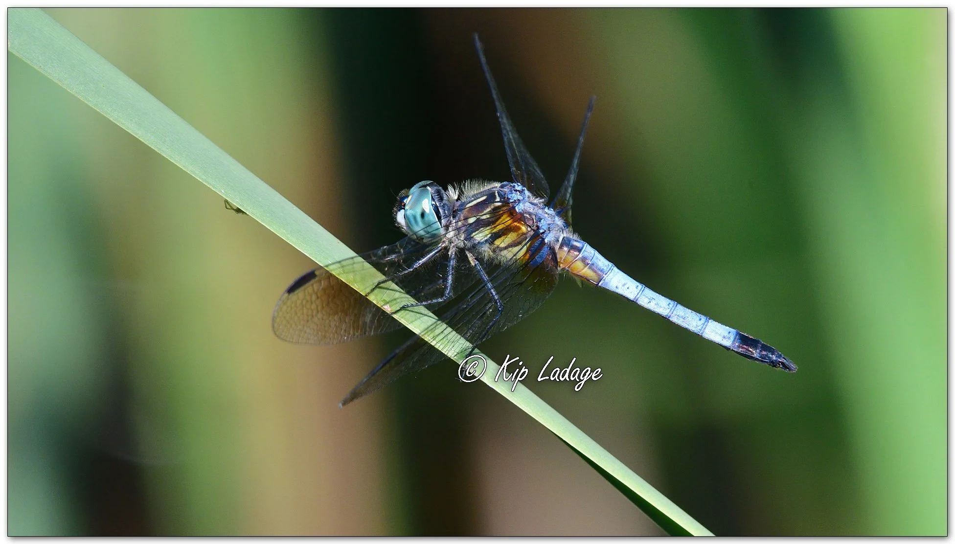 Blue Dasher Dragonfly - Image 1121273