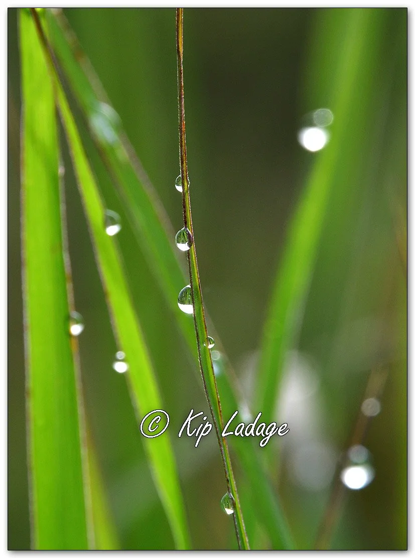Dew Drops on Grass - Image 1127398v