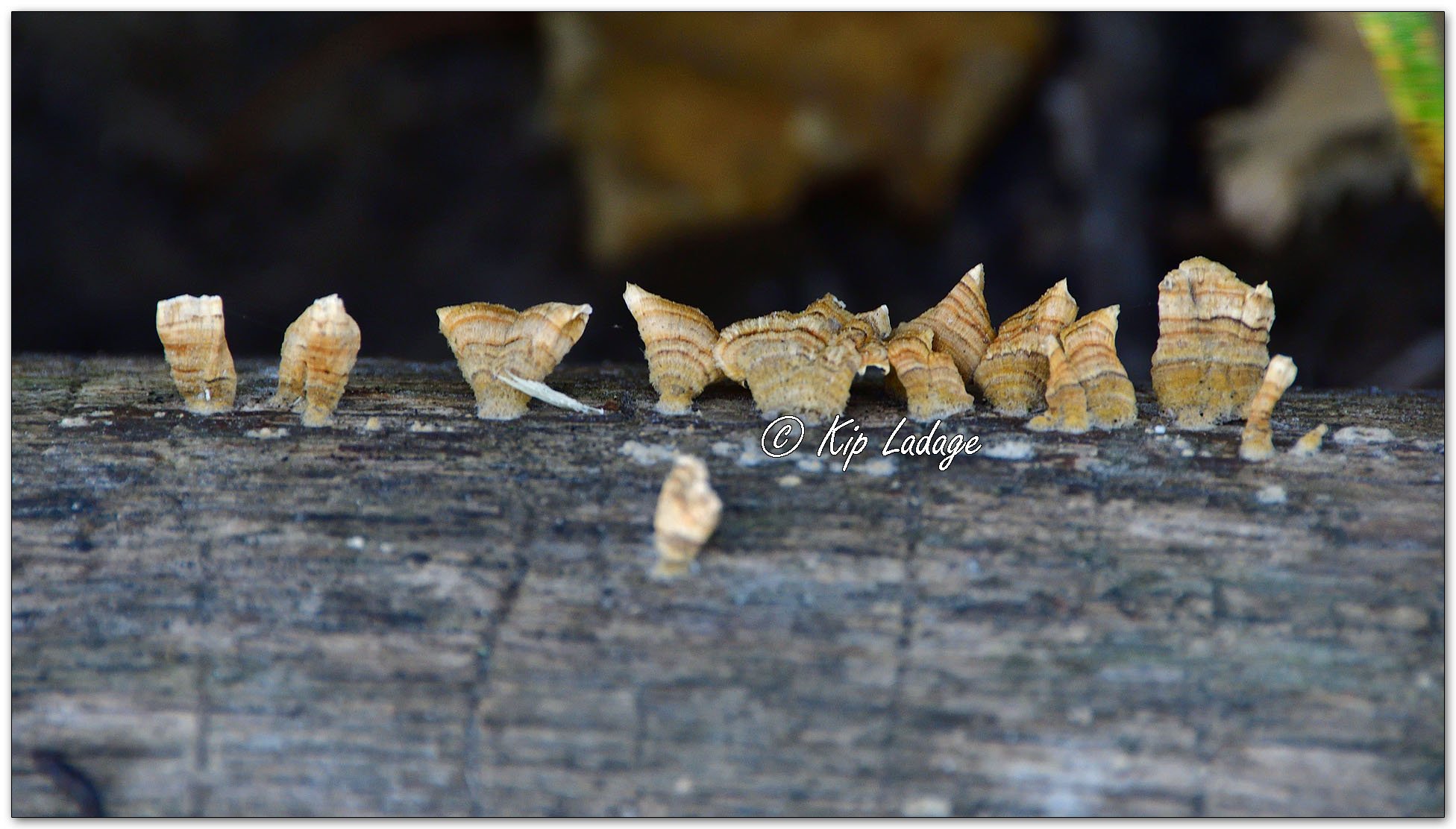 Crowded Parchment - Image 1161732