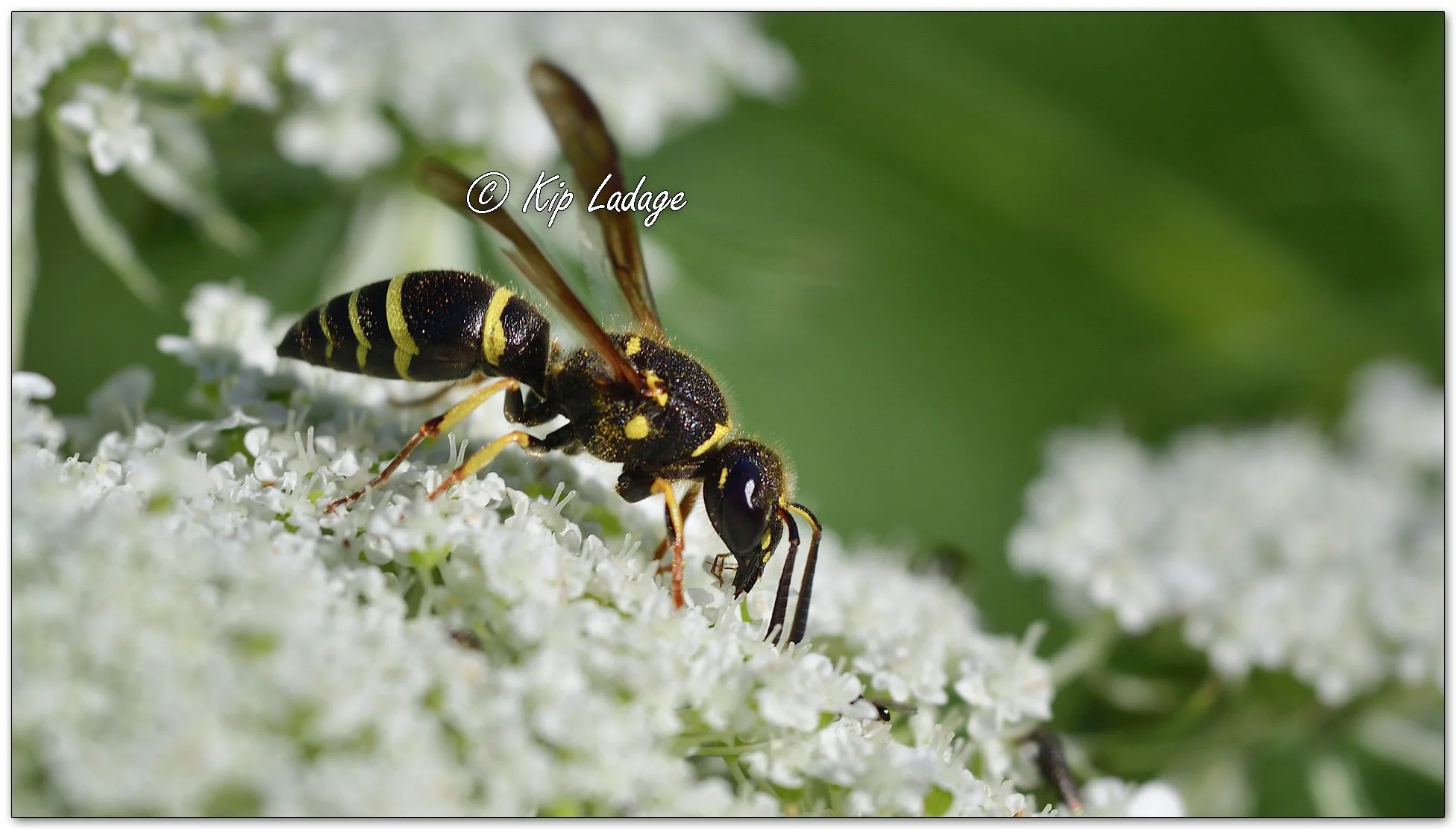 Bramble Mason Wasp on Late Boneset - Image 1144613